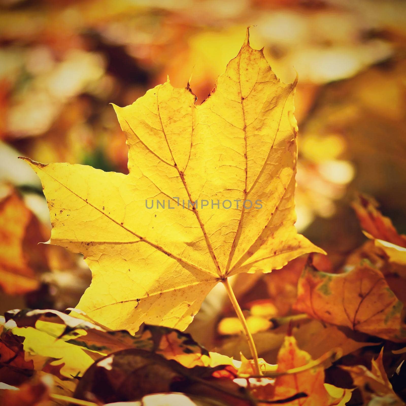 Autumn. Beautiful colorful leaves on trees in autumn time. Natural seasonal color background.  by Montypeter