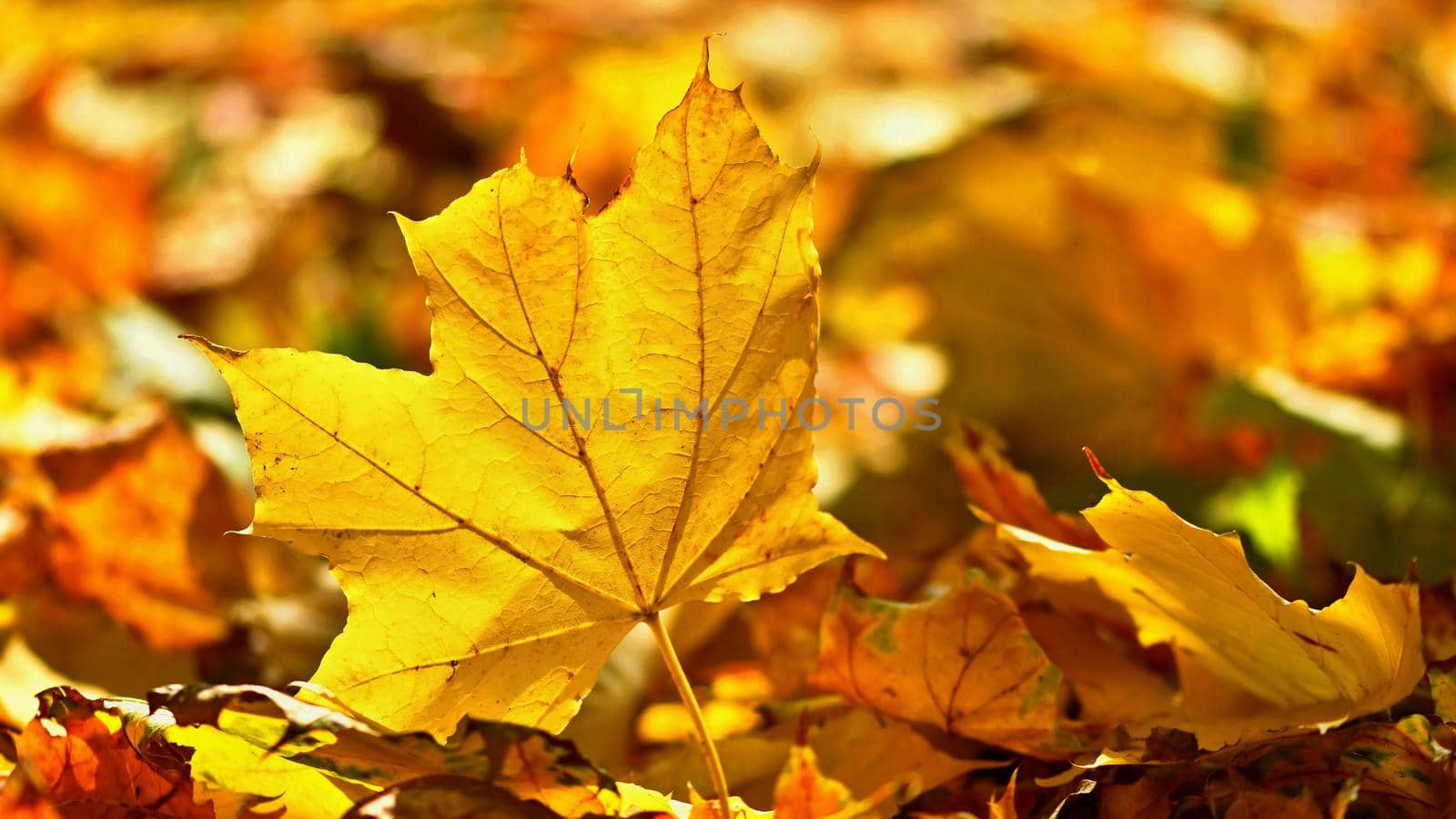Autumn. Beautiful colorful leaves on trees in autumn time. Natural seasonal color background.  by Montypeter