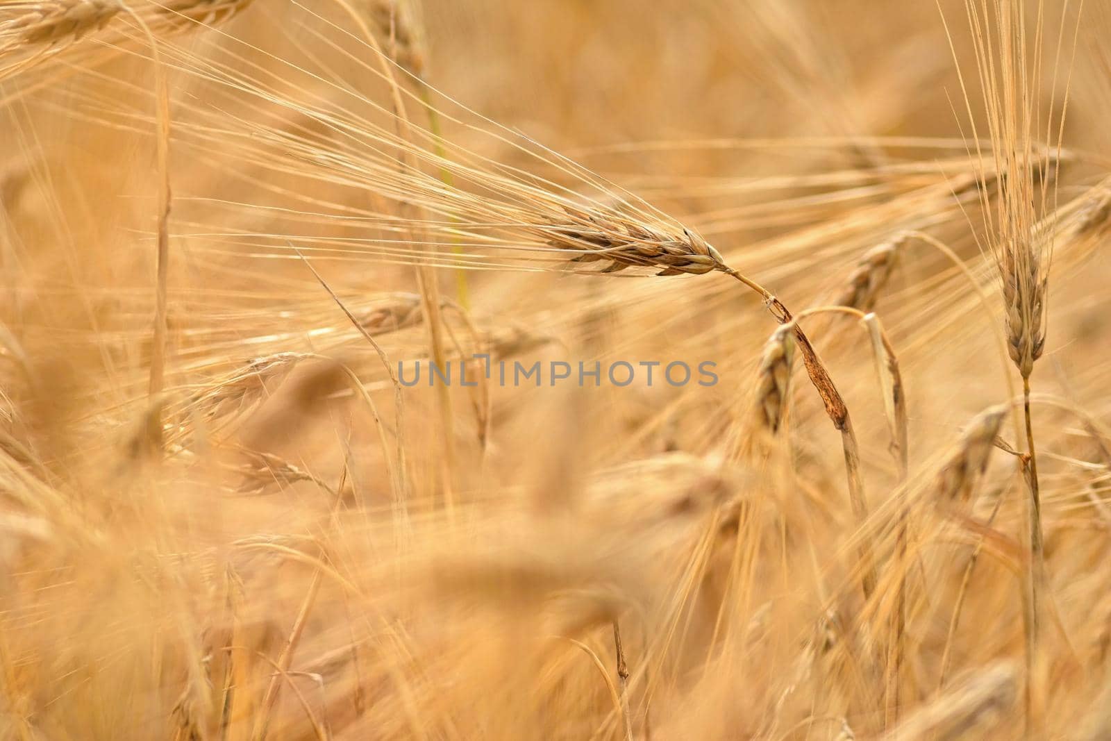 Beautiful detail of corn grown on field. Background and concept for agriculture and nature.