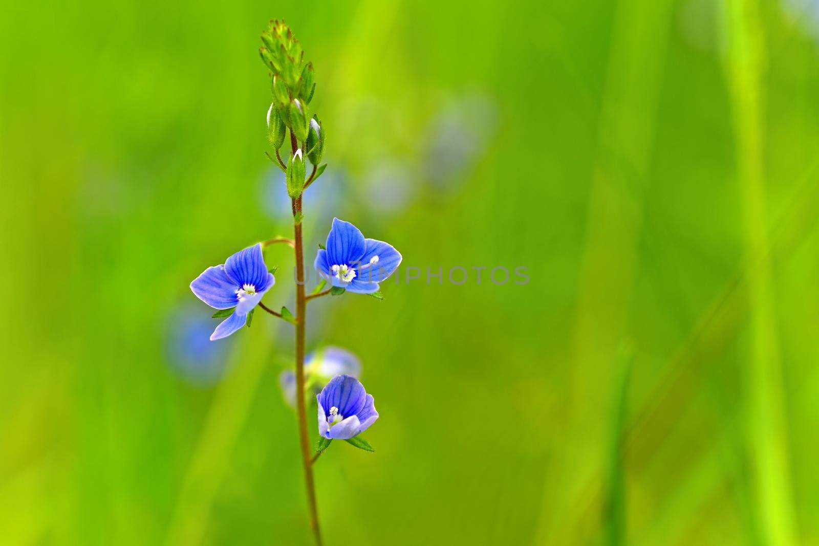 Beautiful color shot of blue small flower in grass. Close-up view in nature. by Montypeter