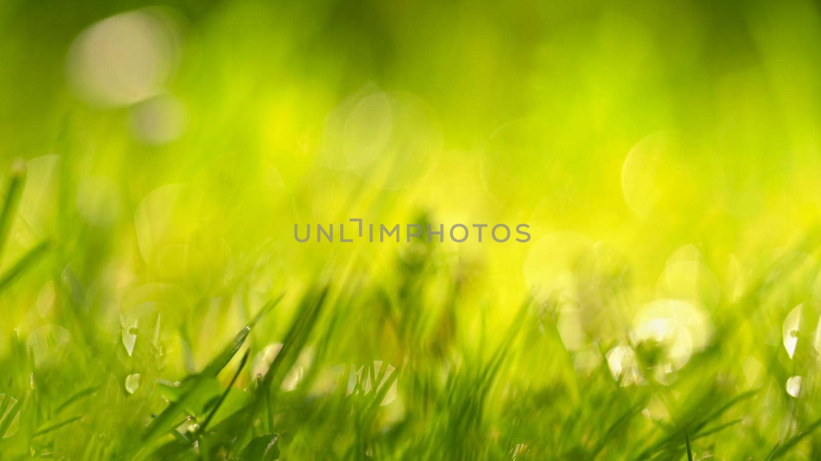 Beautiful natural background of green grass and sun. Springtime. Seasonal concept for spring and morning in nature. by Montypeter