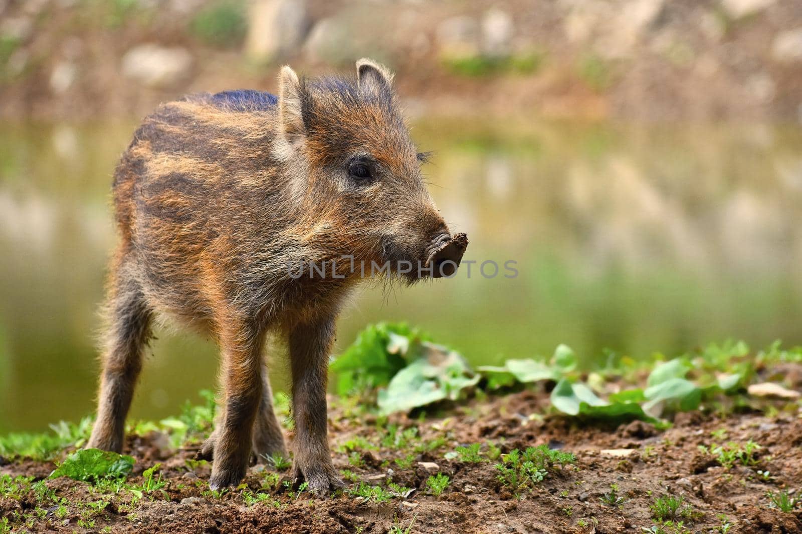 Animal - wild boar in the wild. Young bears playing in nature. (Sus scrofa)