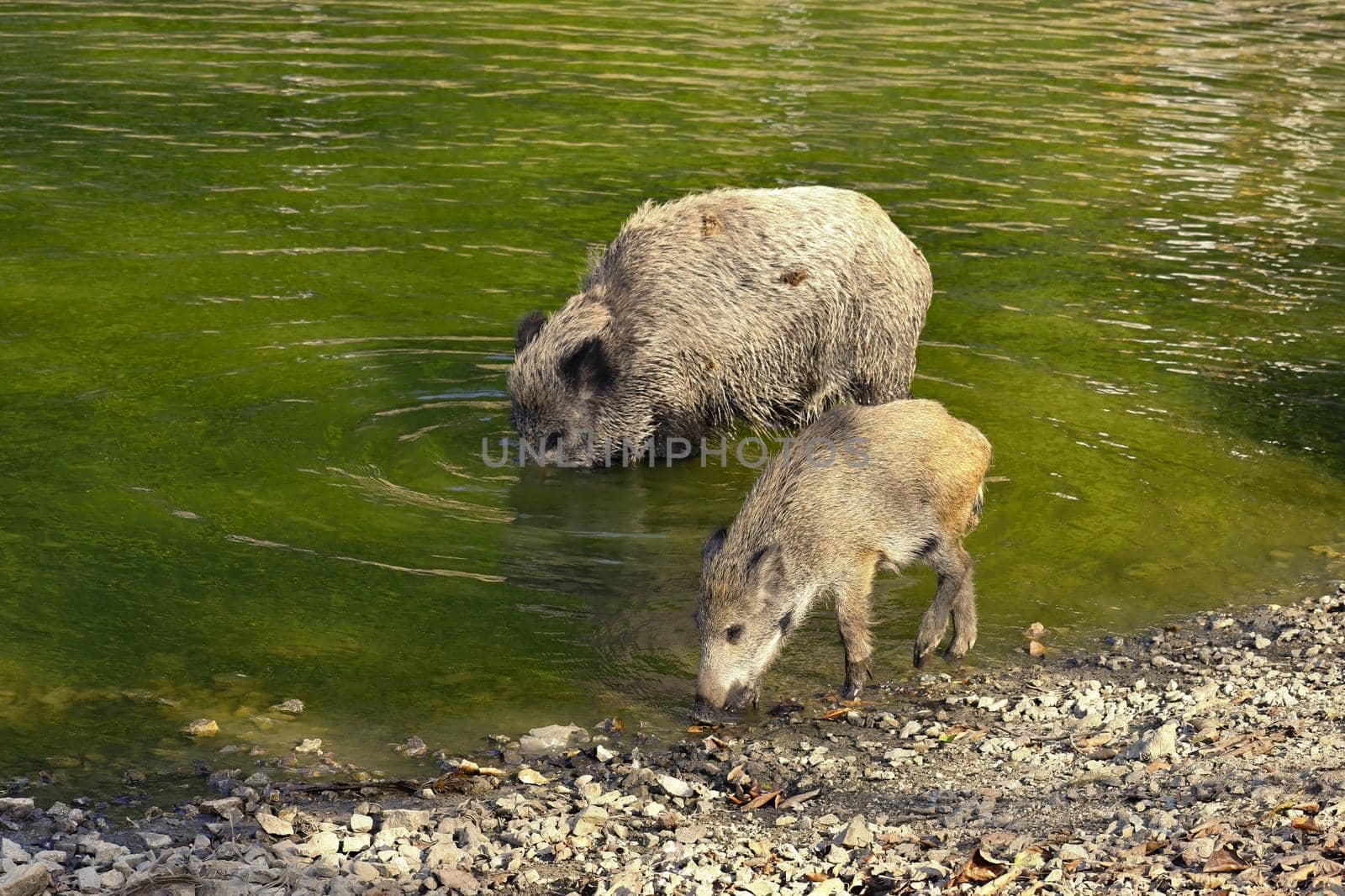 Wild boar with youngsters. Animal in the forest.  by Montypeter