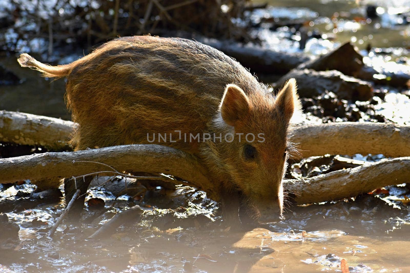 Beautiful little pigs wild in nature. Wild boar. Animal in the forest. Cute young. by Montypeter
