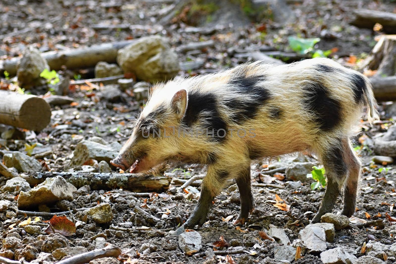 Beautiful little pigs wild in nature. Wild boar. Animal in the forest. Cute young. by Montypeter