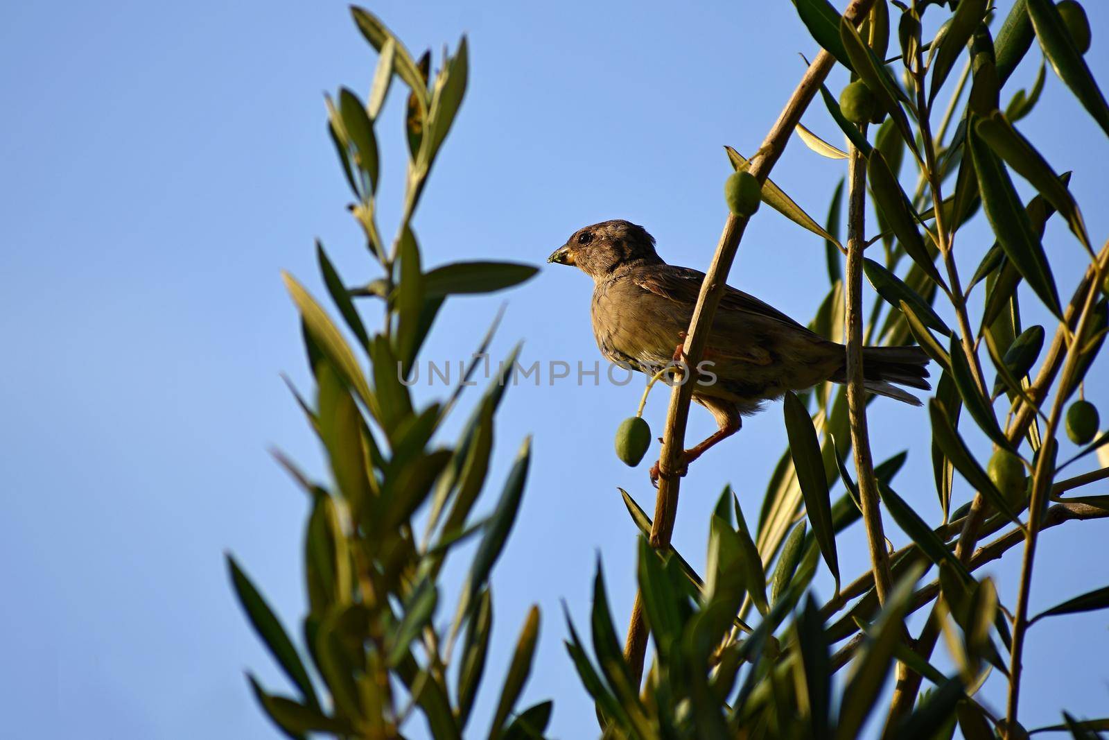 Bird in olive grove by Montypeter
