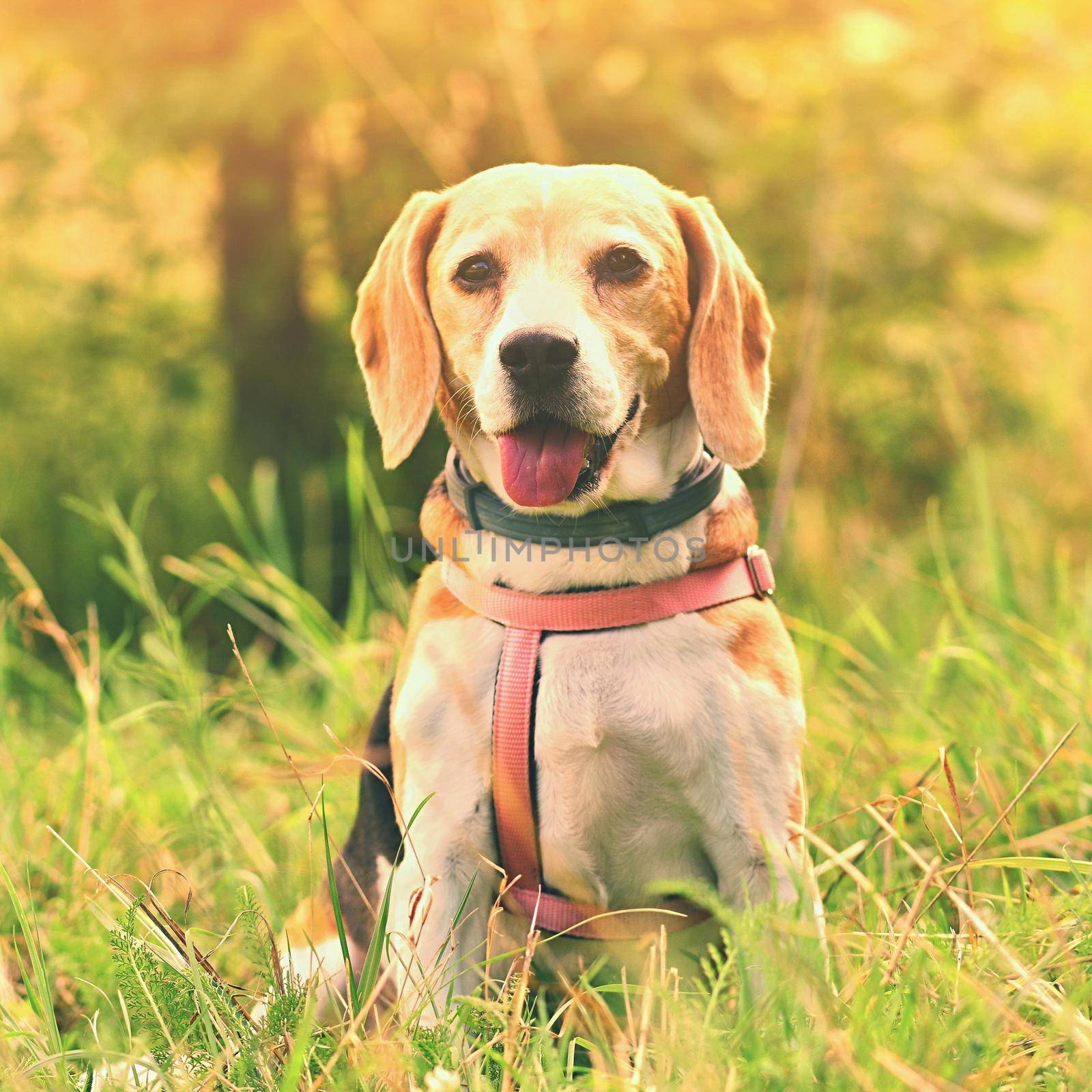 Beagle. A beautiful shot of a dog in the grass.  by Montypeter