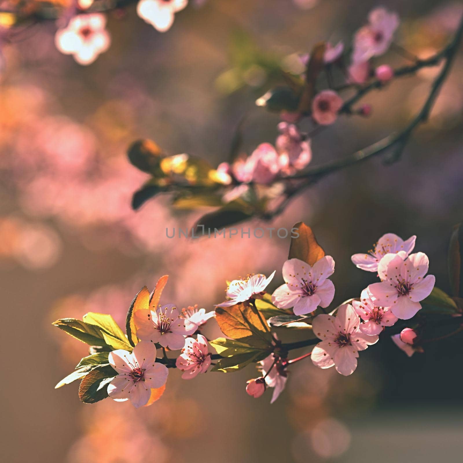 Spring flowers. Beautifully blossoming tree branch. Japanese Cherry - Sakura and sun with a natural colored background. by Montypeter