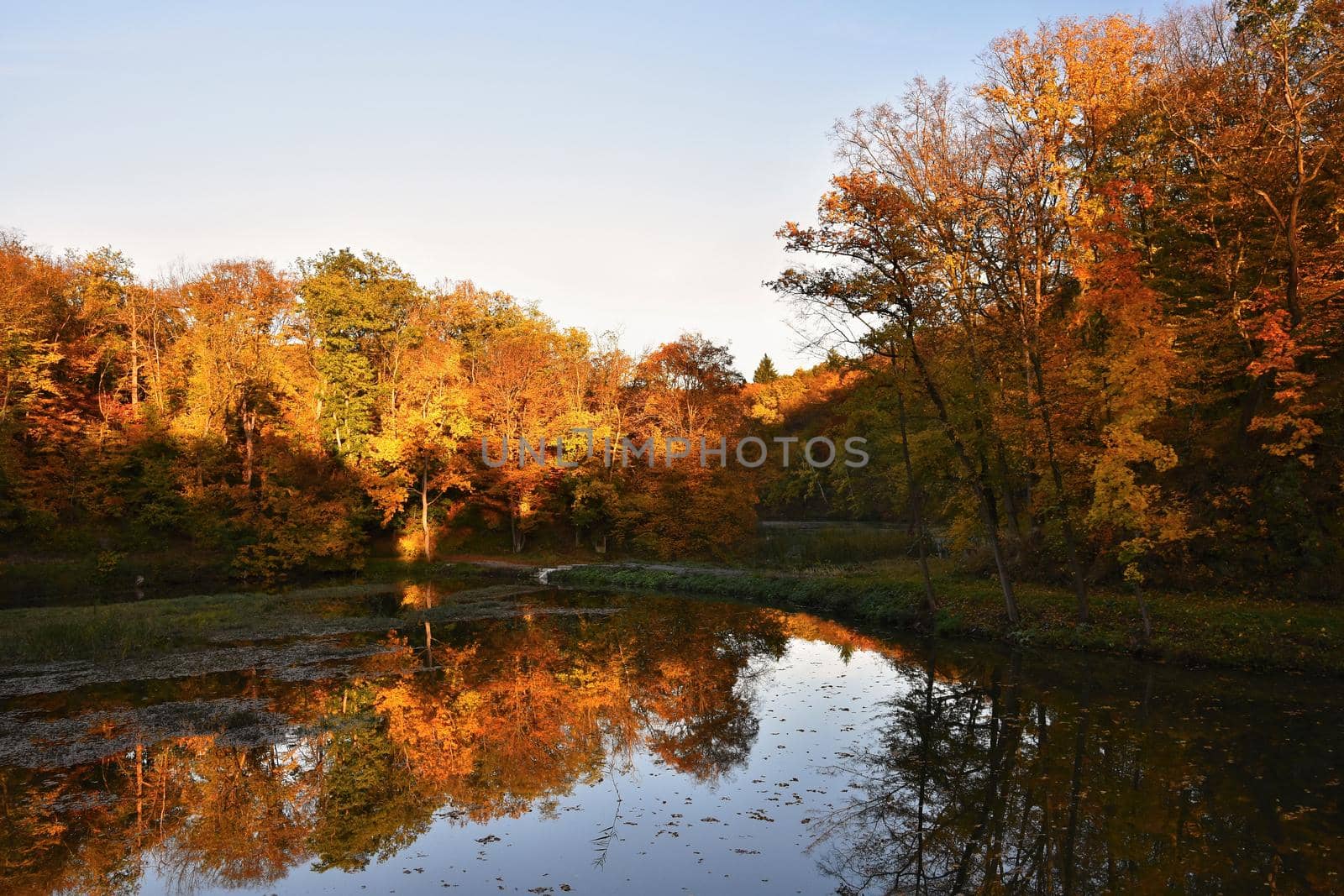 Autumn. Beautiful colorful leaves on trees in autumn time. Natural seasonal color background. 