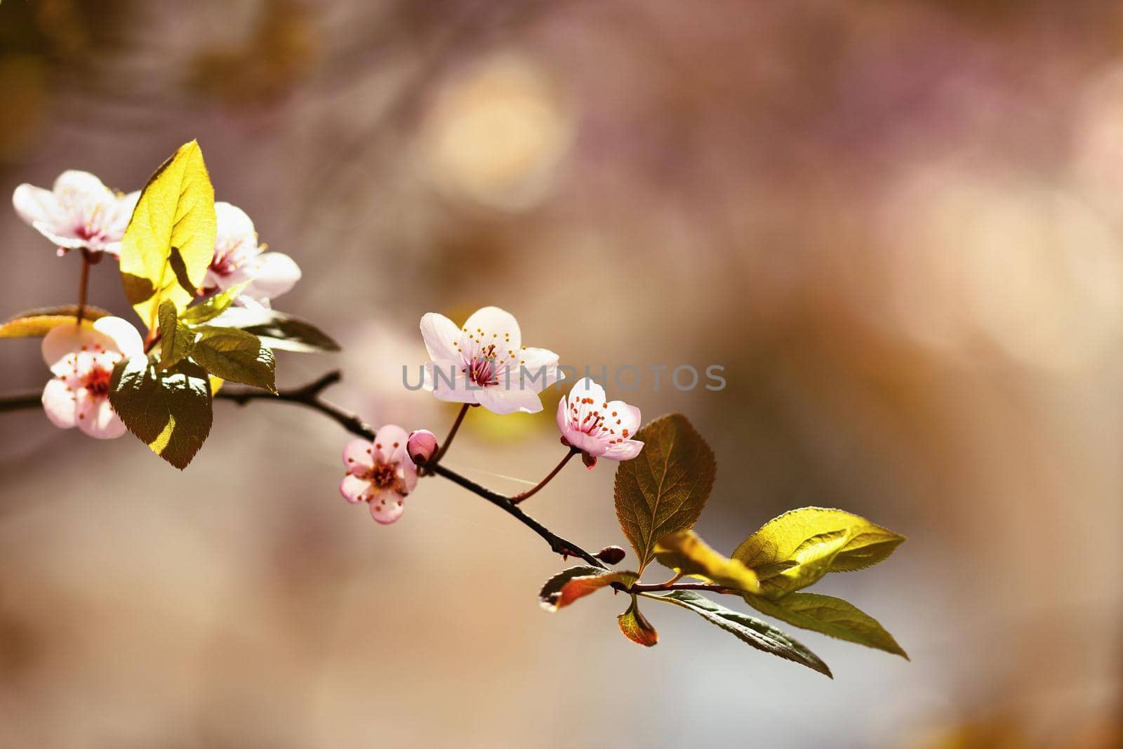 Spring flowers. Beautifully blossoming tree branch. Japanese Cherry - Sakura and sun with a natural colored background. by Montypeter