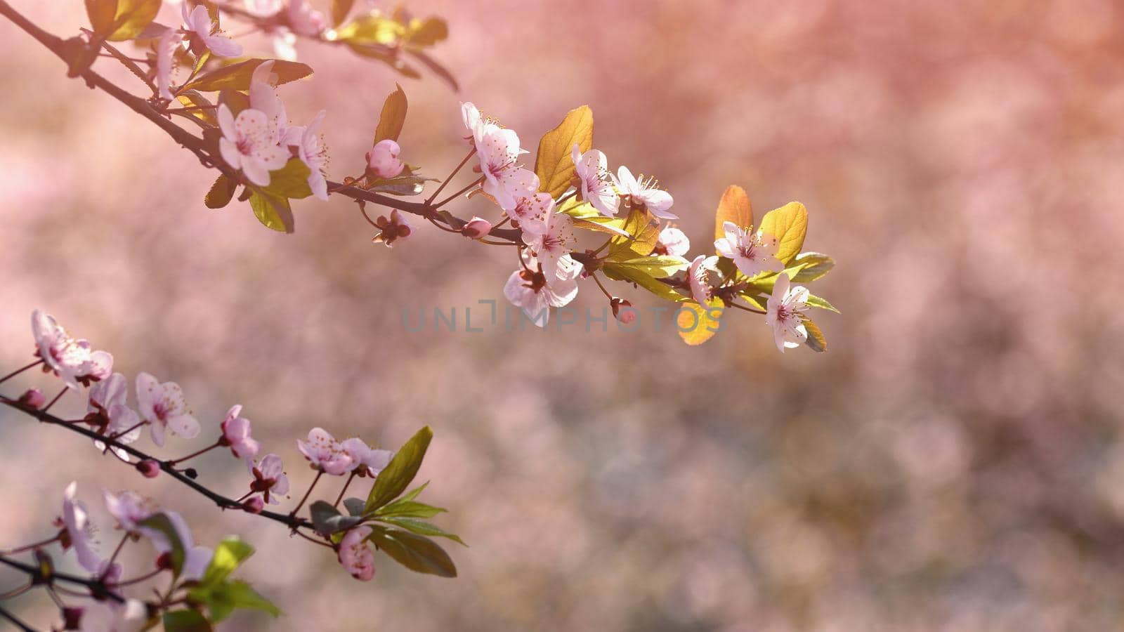 Spring flowers. Beautifully blossoming tree branch. Japanese Cherry - Sakura and sun with a natural colored background. by Montypeter