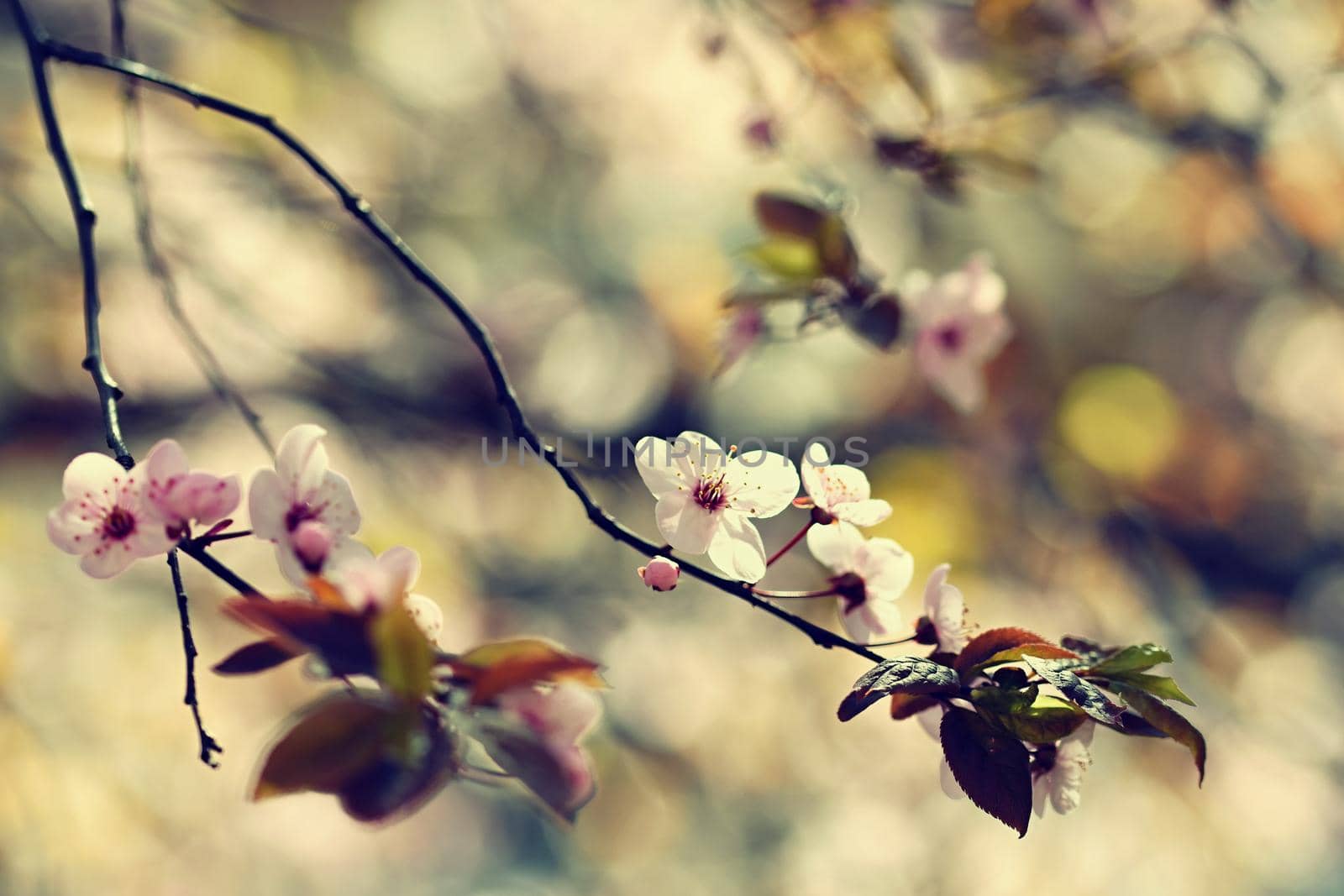 Spring flowers. Beautifully blossoming tree branch. Cherry - Sakura and sun with a natural colored background.