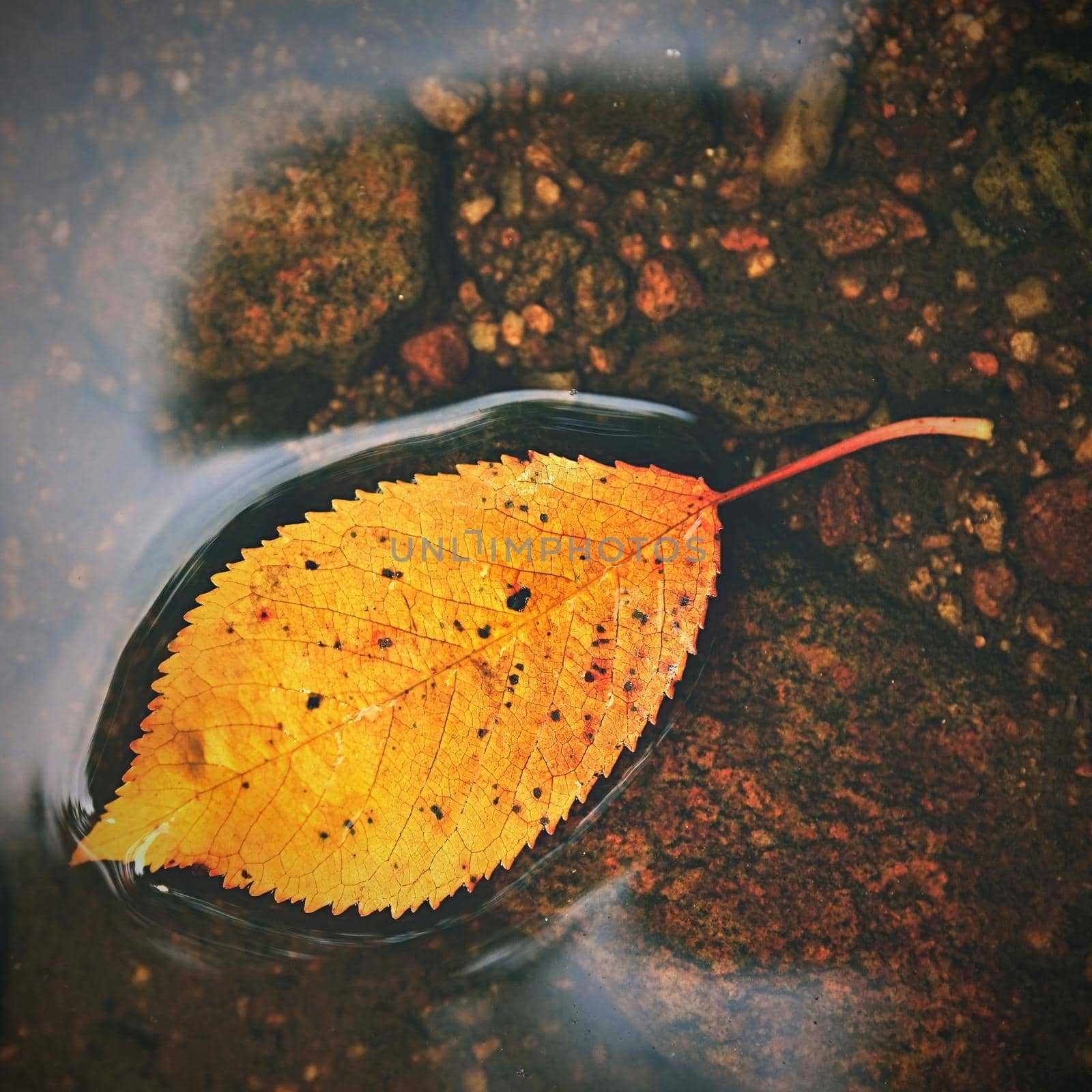 Autumn. A beautiful colorful leaf in the creek. Natural seasonal colored background