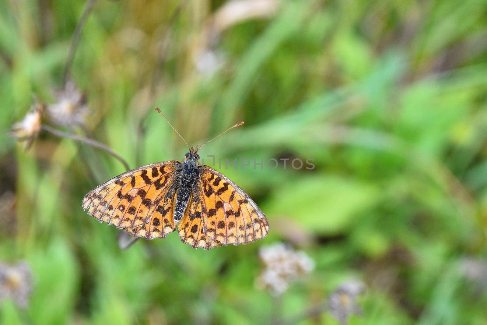 Butterfly On Grass Field 