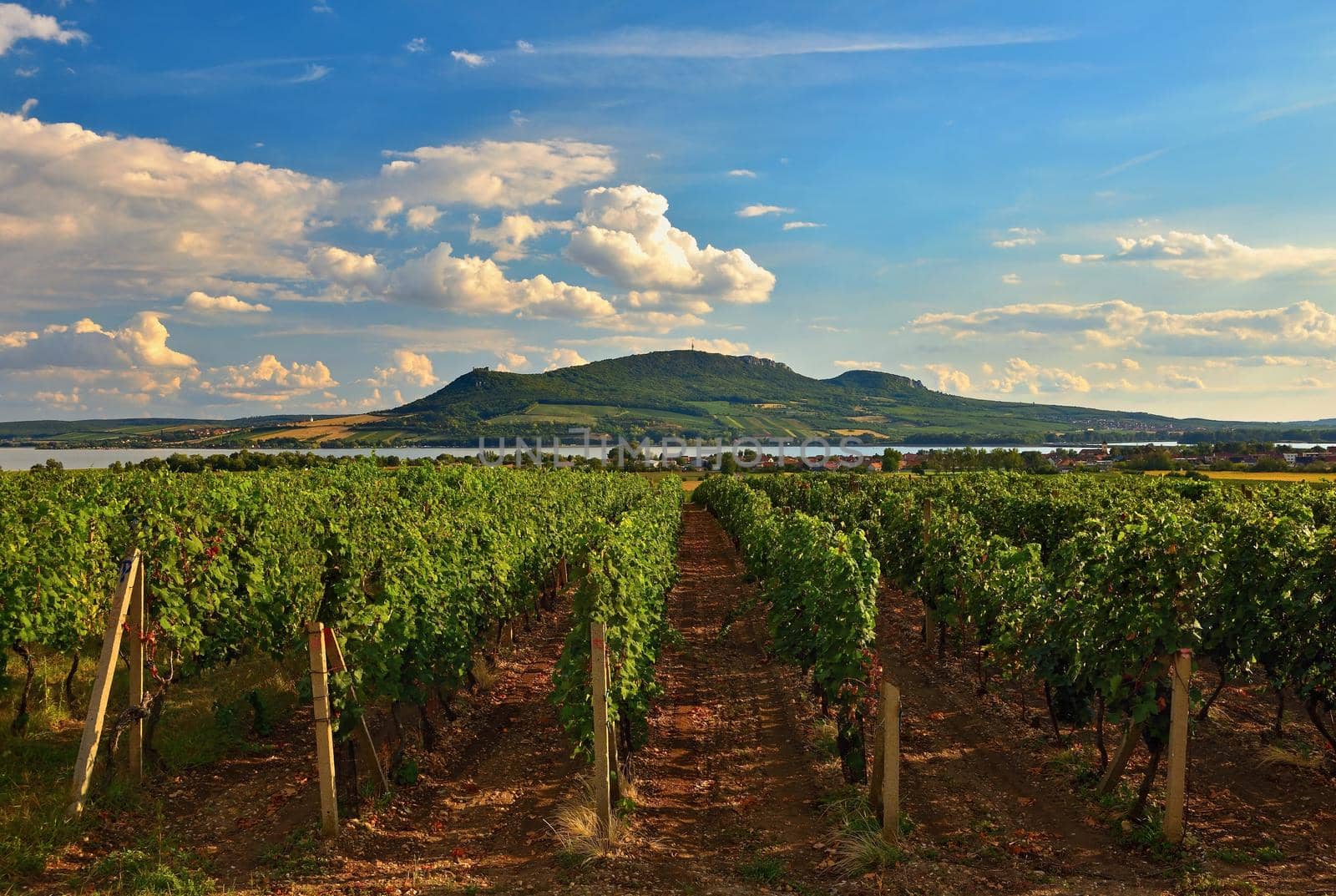 Vineyards at sunset in autumn harvest. Ripe grapes.Wine Region, Southern Moravia - Czech Republic. Vineyard under Palava. by Montypeter