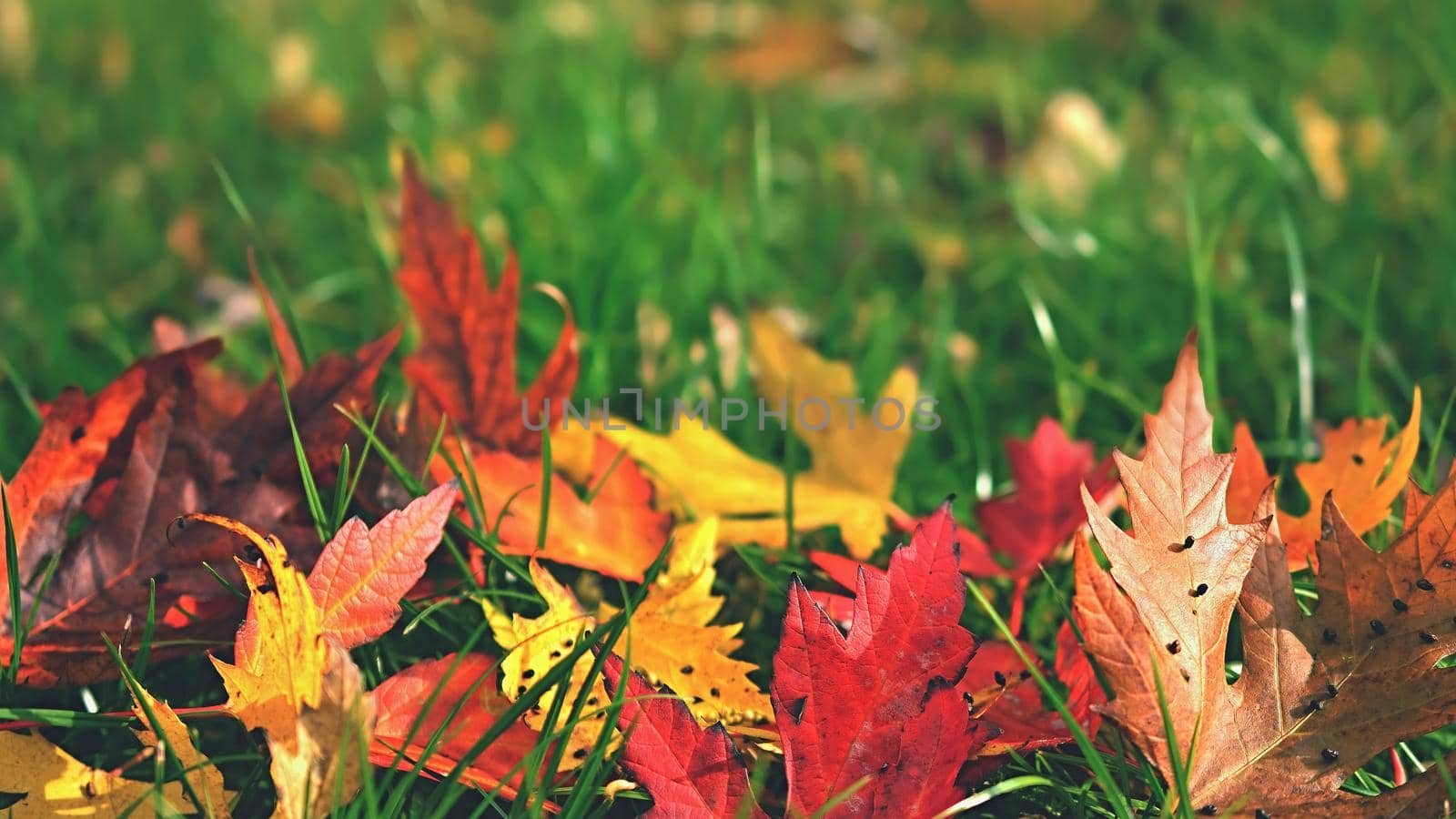 Autumn. Natural seasonal colored leaves. Colorful foliage in the park. by Montypeter