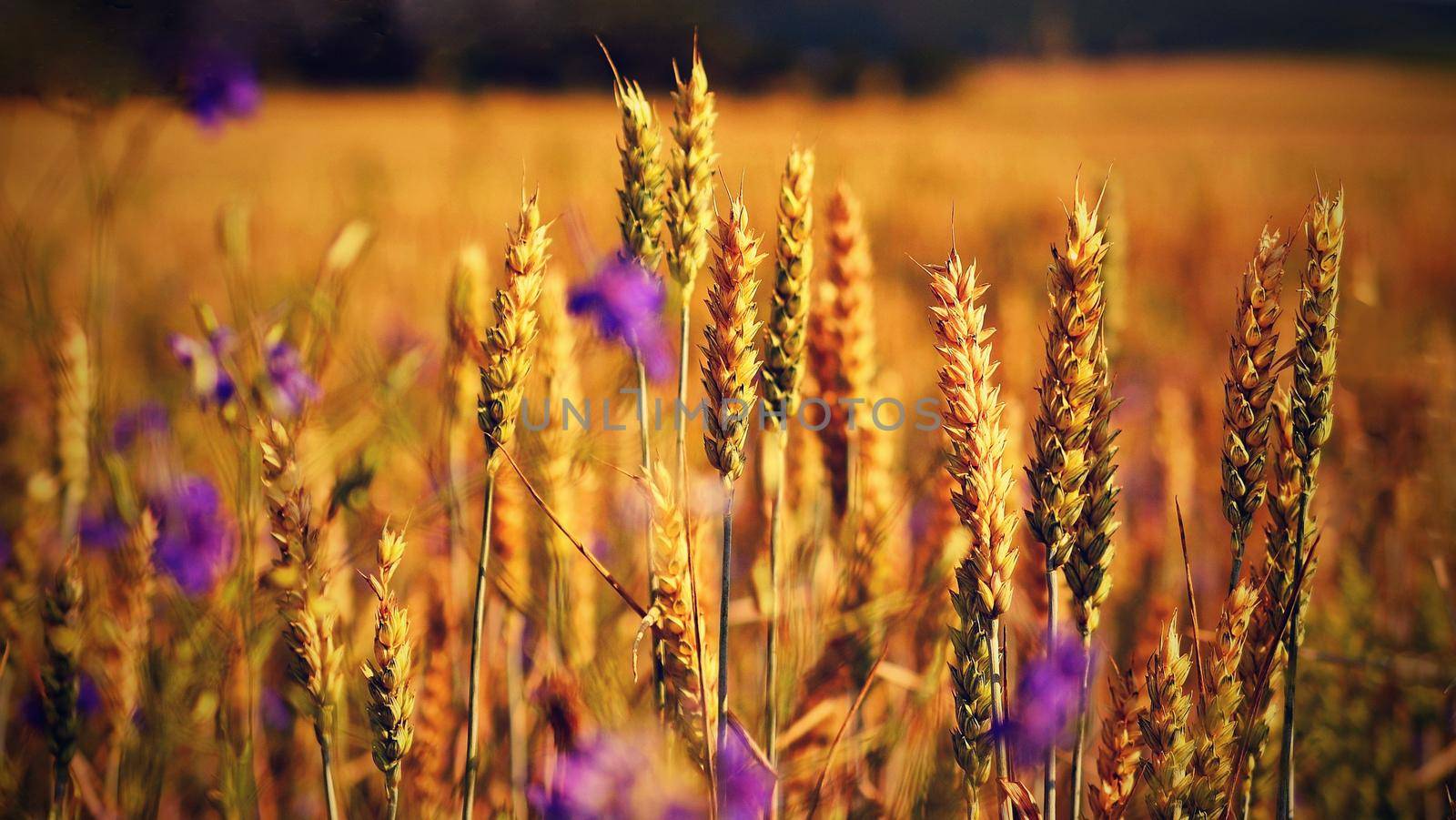 Field with grain. at harvest in sunset. Closeup on golden wheat field. by Montypeter