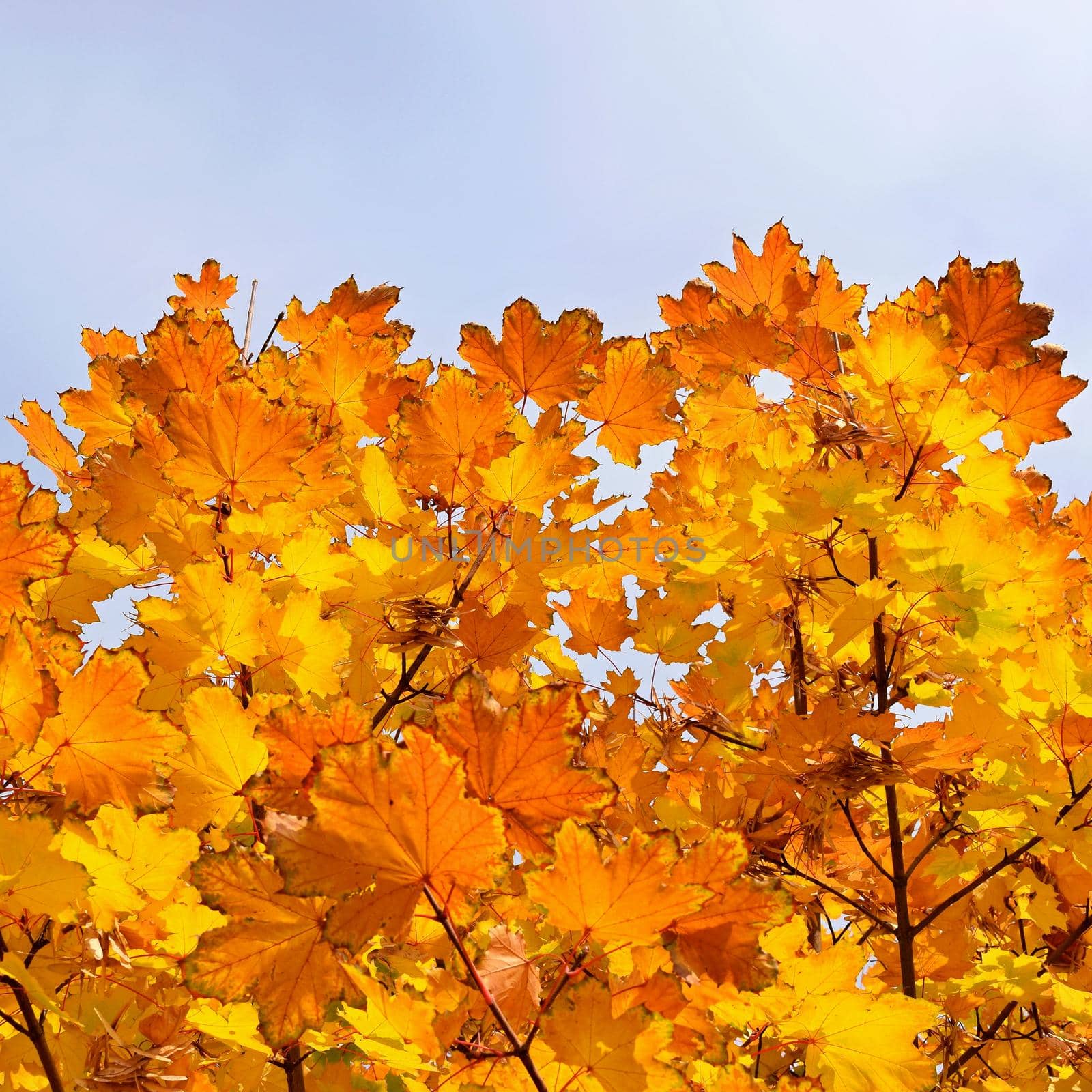 Autumn. Natural seasonal colored leaves. Colorful foliage in the park.