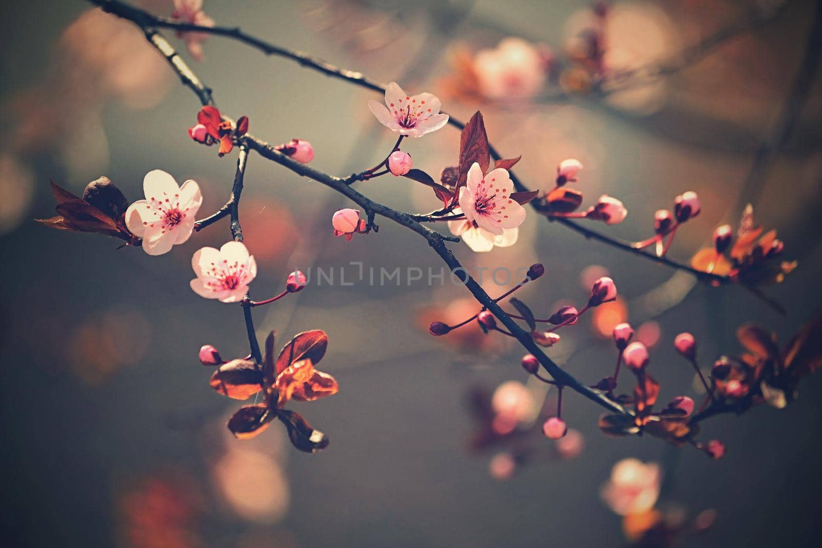 Beautiful flowering Japanese cherry - Sakura. Background with flowers on a spring day. by Montypeter