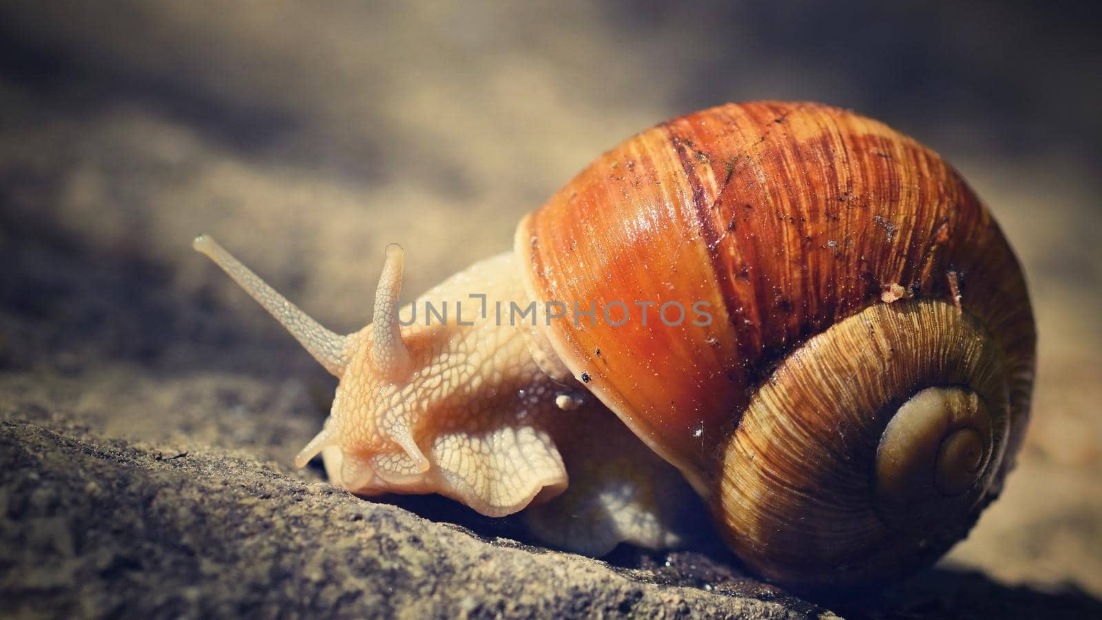 Beautiful snail with shell in nature. Natural colorful background with sun. by Montypeter