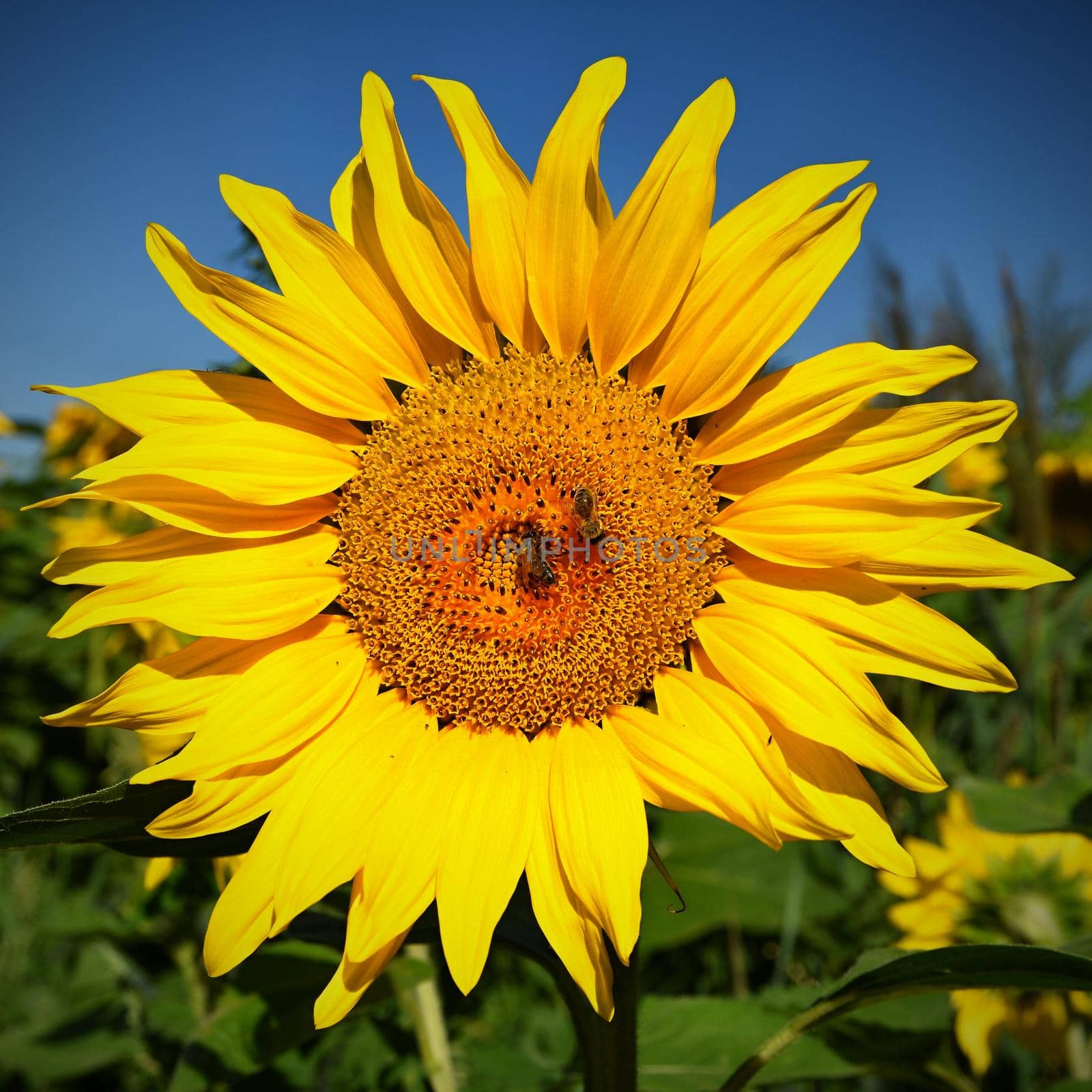 Flower Sunflowers. Blooming in farm - field with blue sky. Beautiful natural colored background.