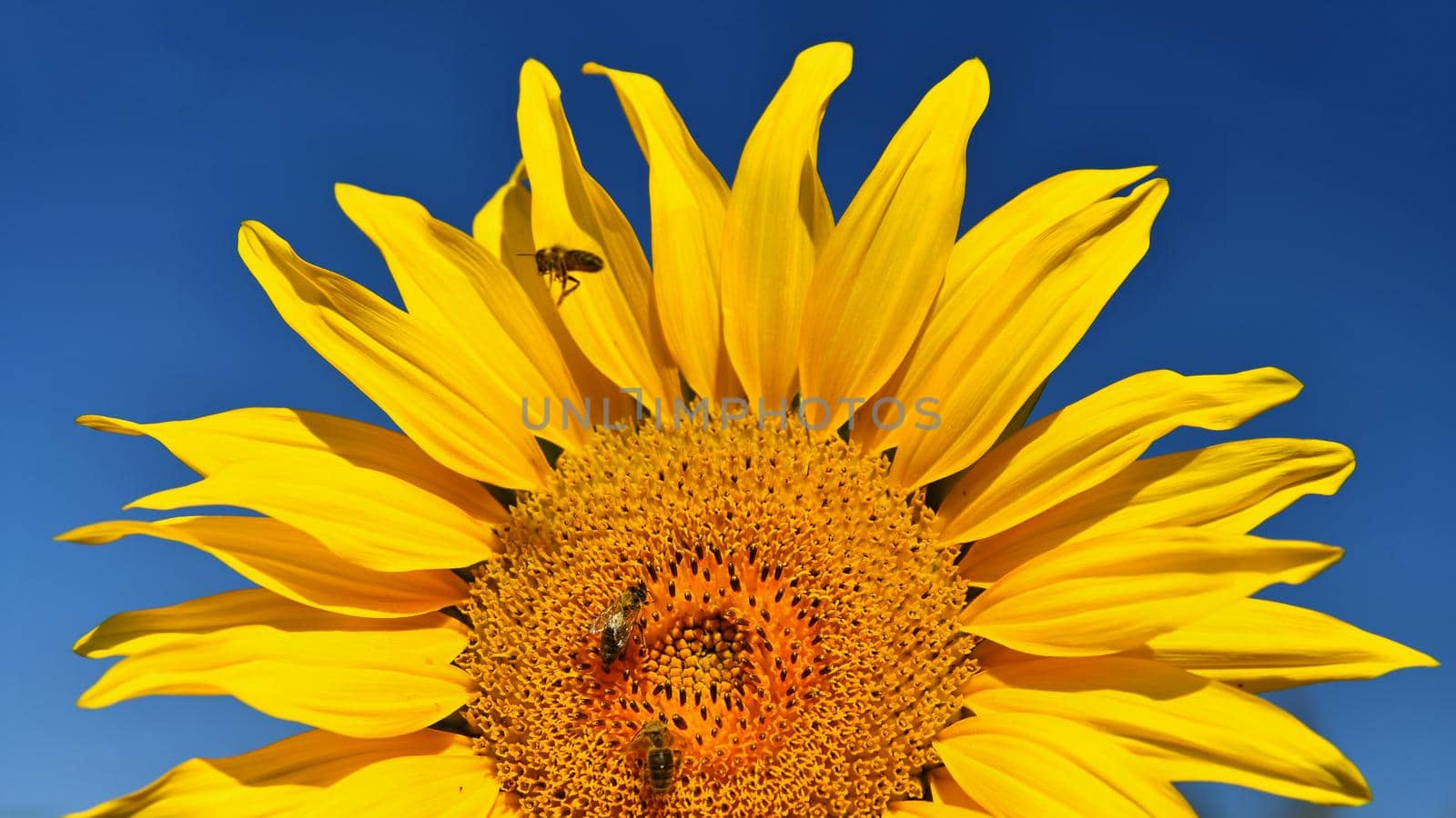 Flower Sunflowers. Blooming in farm - field with blue sky. Beautiful natural colored background. by Montypeter