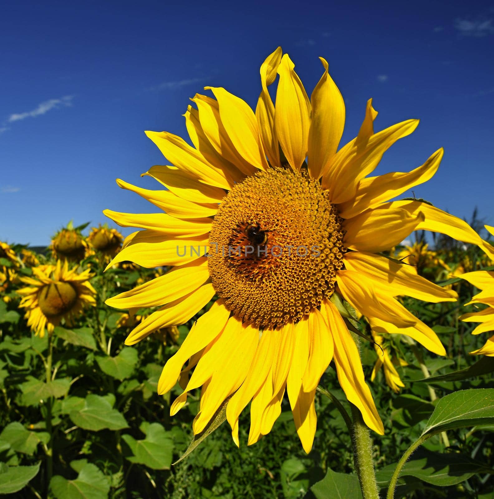 Flower Sunflowers. Blooming in farm - field with blue sky. Beautiful natural colored background. by Montypeter