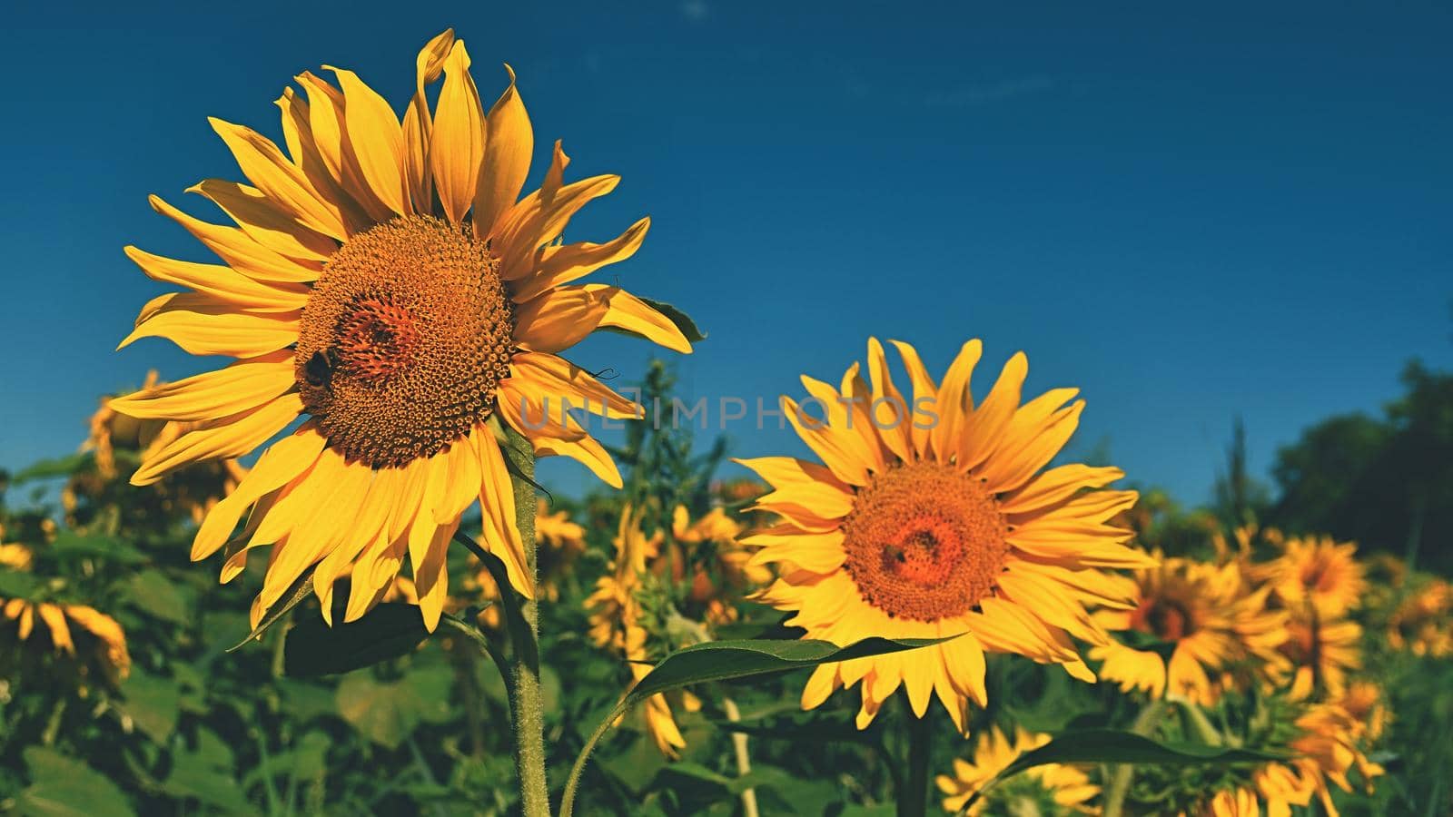 Flower Sunflowers. Blooming in farm - field with blue sky. Beautiful natural colored background.