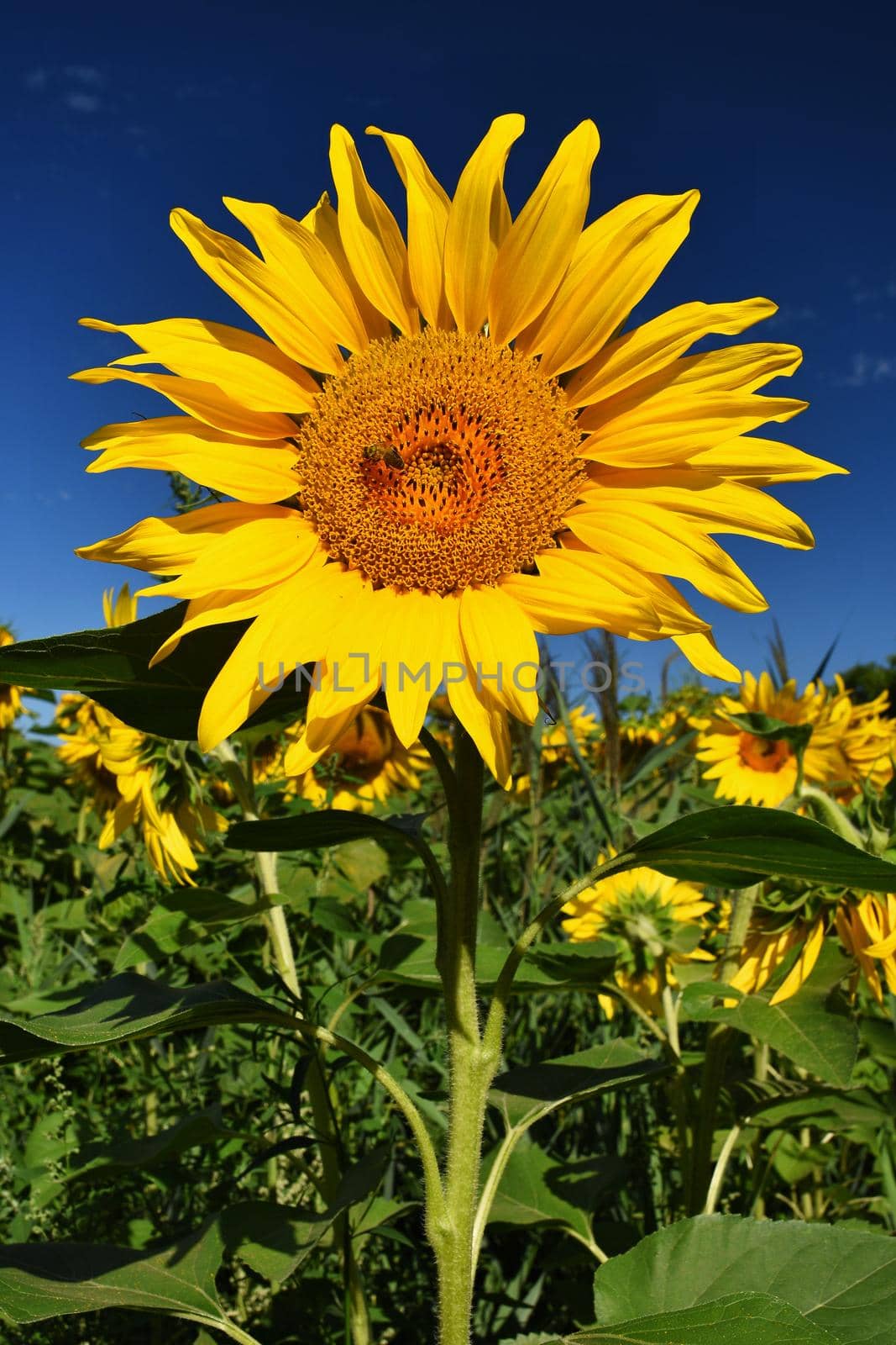 Flower Sunflowers. Blooming in farm - field with blue sky. Beautiful natural colored background.