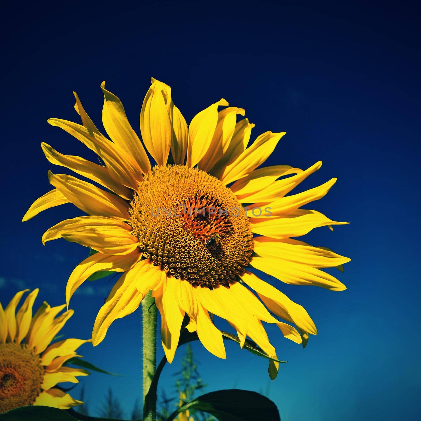 Flower Sunflowers. Blooming in farm - field with blue sky. Beautiful natural colored background.