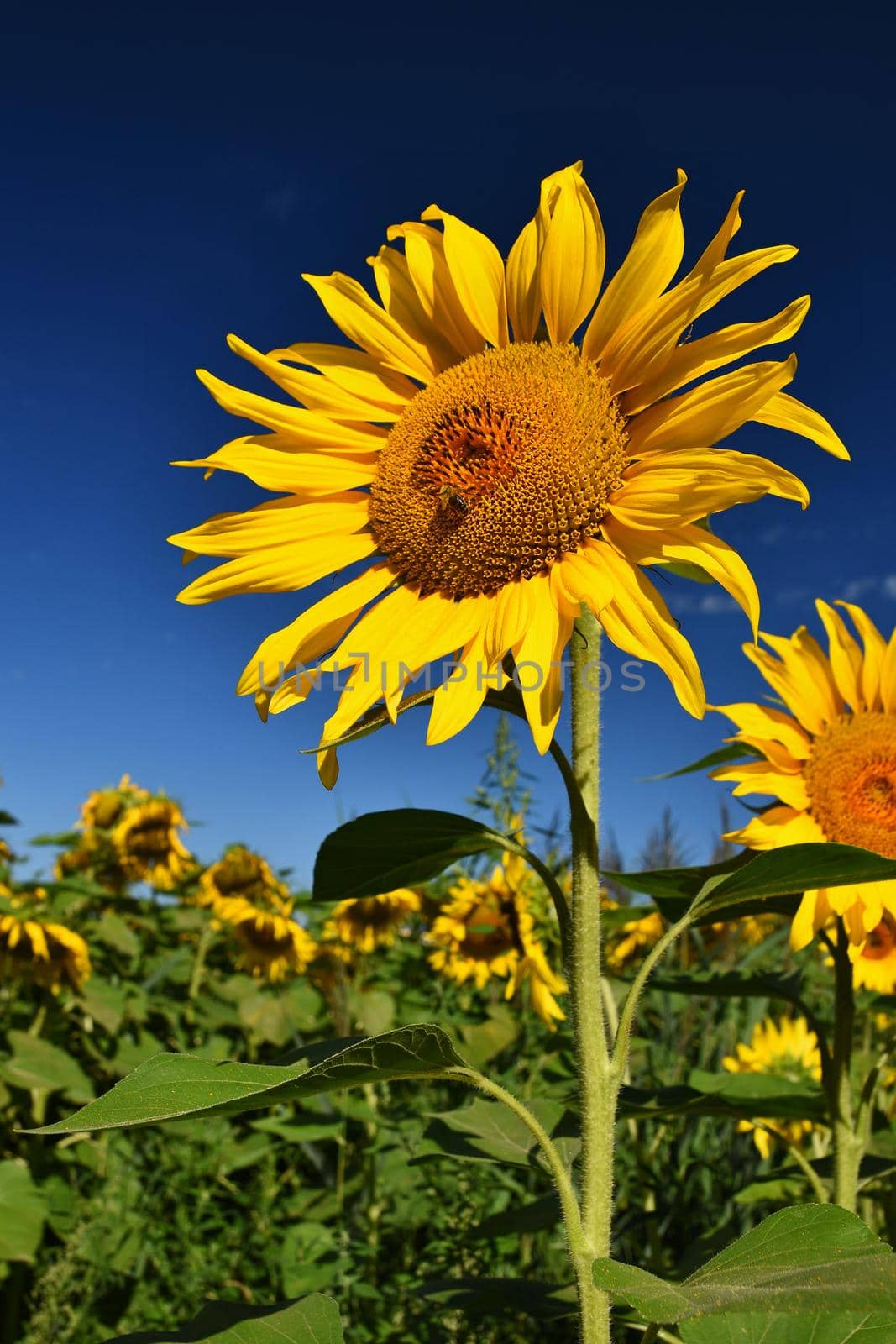 Flower Sunflowers. Blooming in farm - field with blue sky. Beautiful natural colored background. by Montypeter