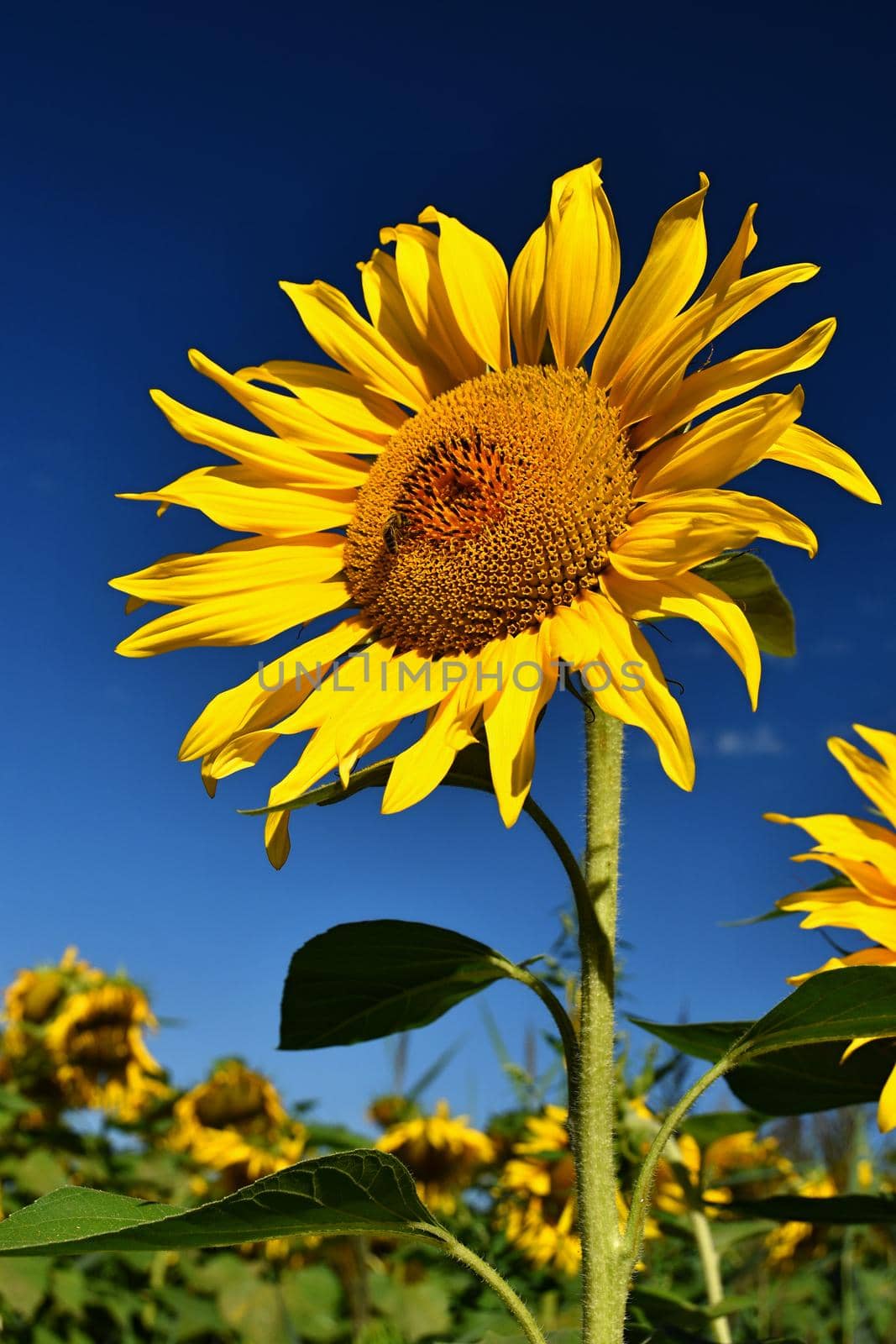 Flower Sunflowers. Blooming in farm - field with blue sky. Beautiful natural colored background.