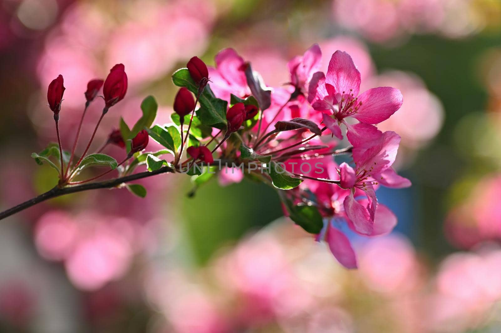 Beautiful blossom tree. Nature scene with sun in Sunny day. Spring flowers. Abstract blurred background in Springtime. 