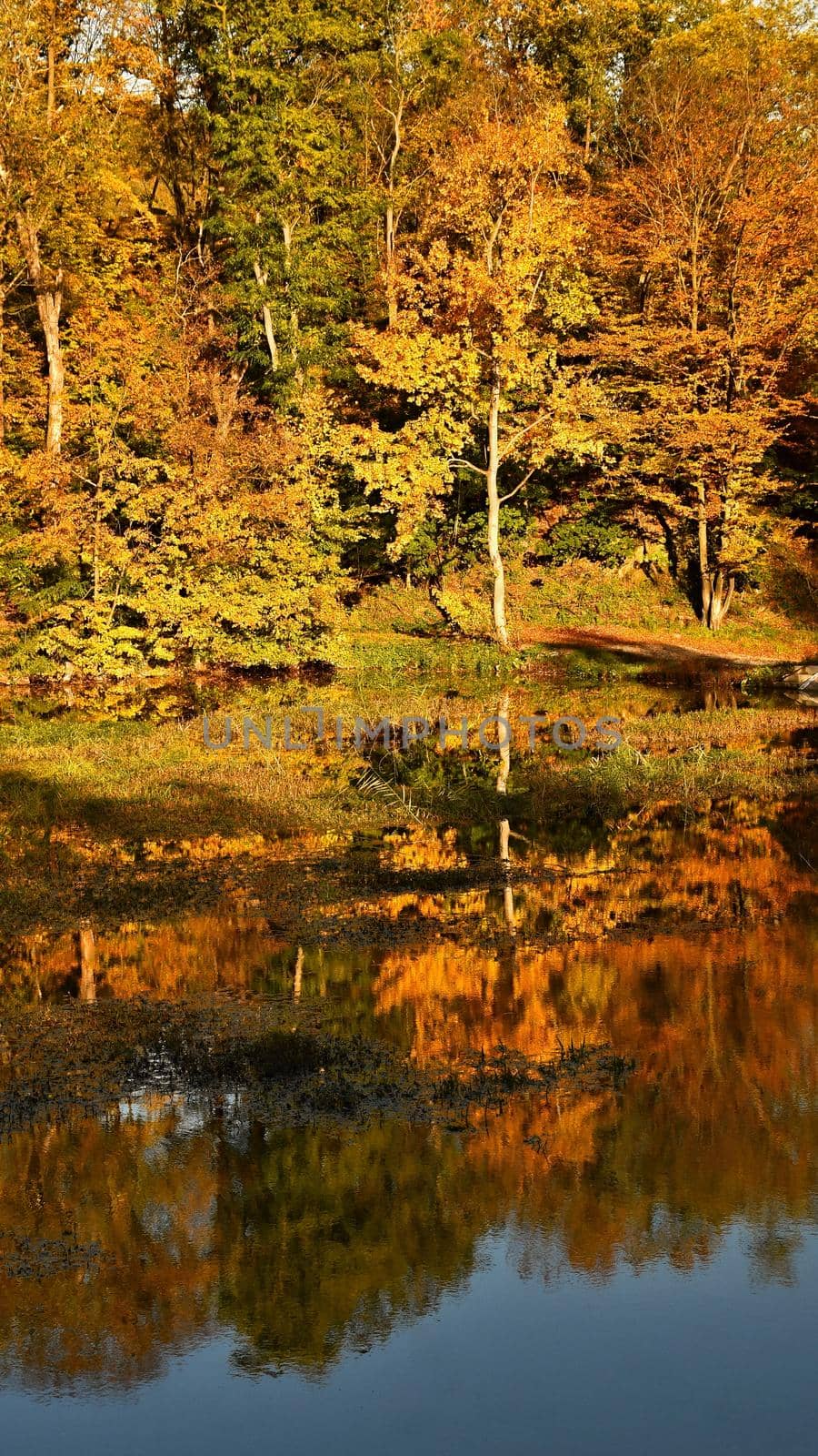 Autumn. Beautiful colorful leaves on trees in autumn time. Natural seasonal color background. 