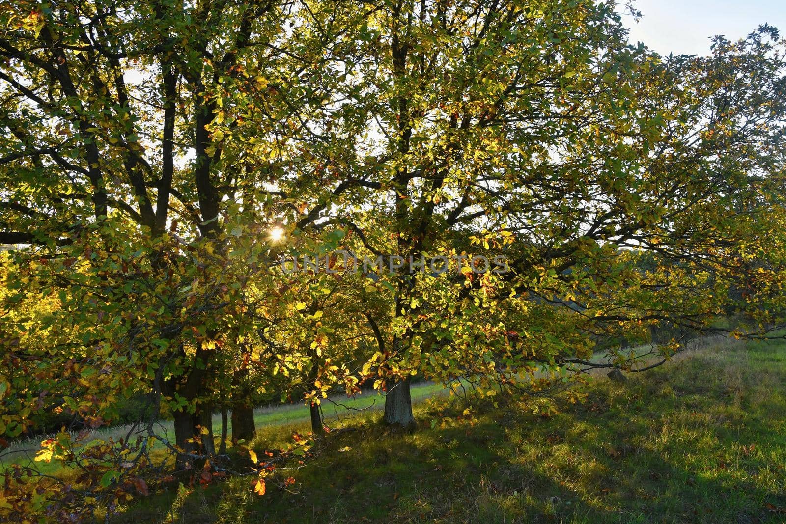 Autumn. Beautiful colorful leaves on trees in autumn time. Natural seasonal color background.  by Montypeter