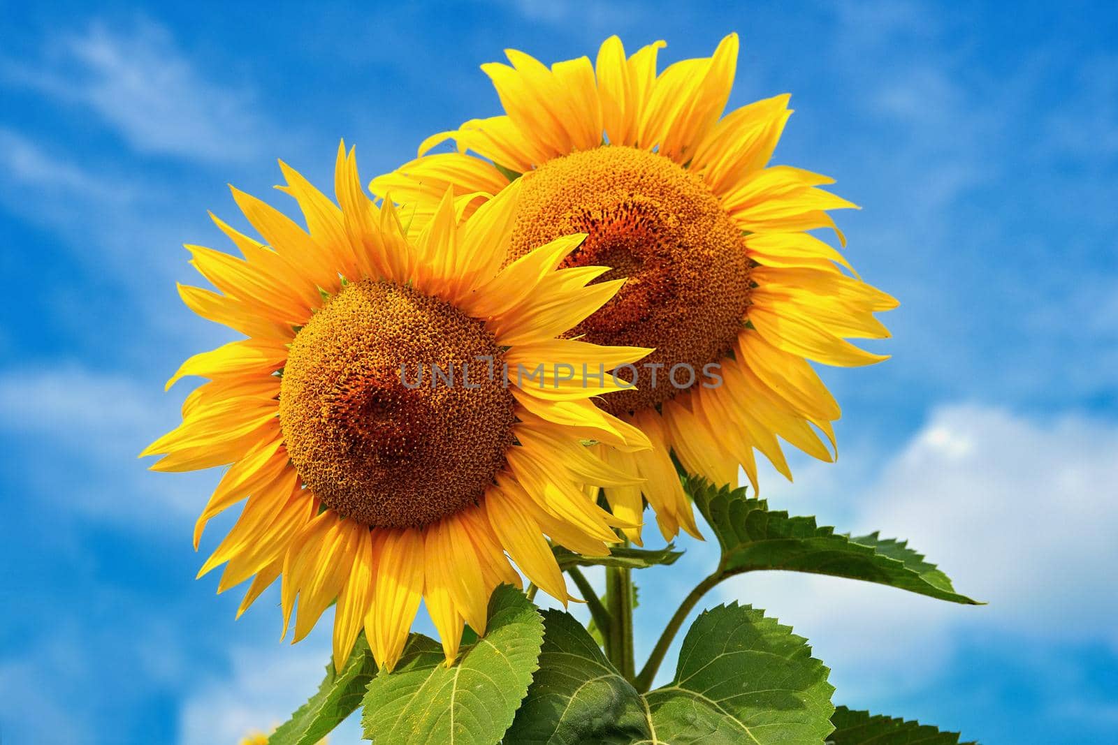 Beautiful blossoming sunflowers with blue sky in the background. Traditional concept for summer and flowers. by Montypeter