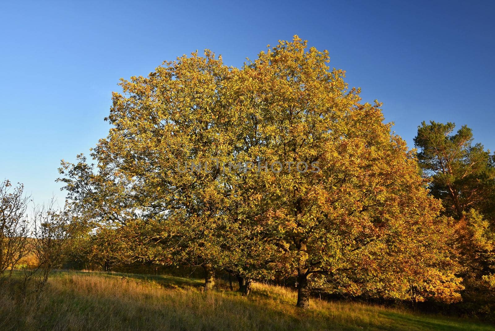 Autumn. Beautiful colorful leaves on trees in autumn time. Natural seasonal color background. 