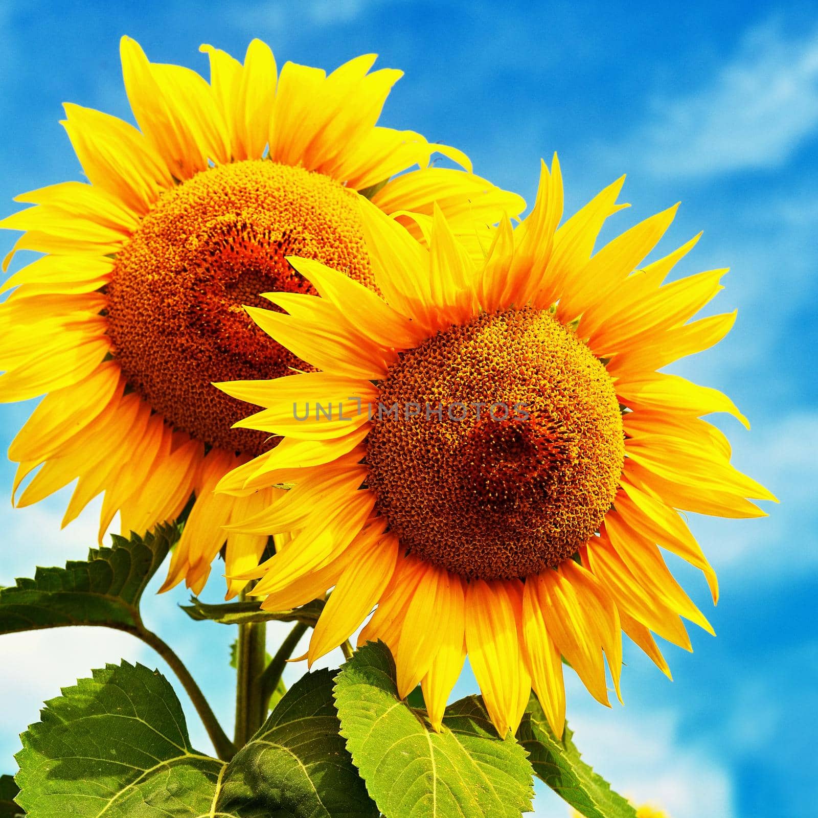 Beautiful blossoming sunflowers with blue sky in the background. Traditional concept for summer and flowers. by Montypeter