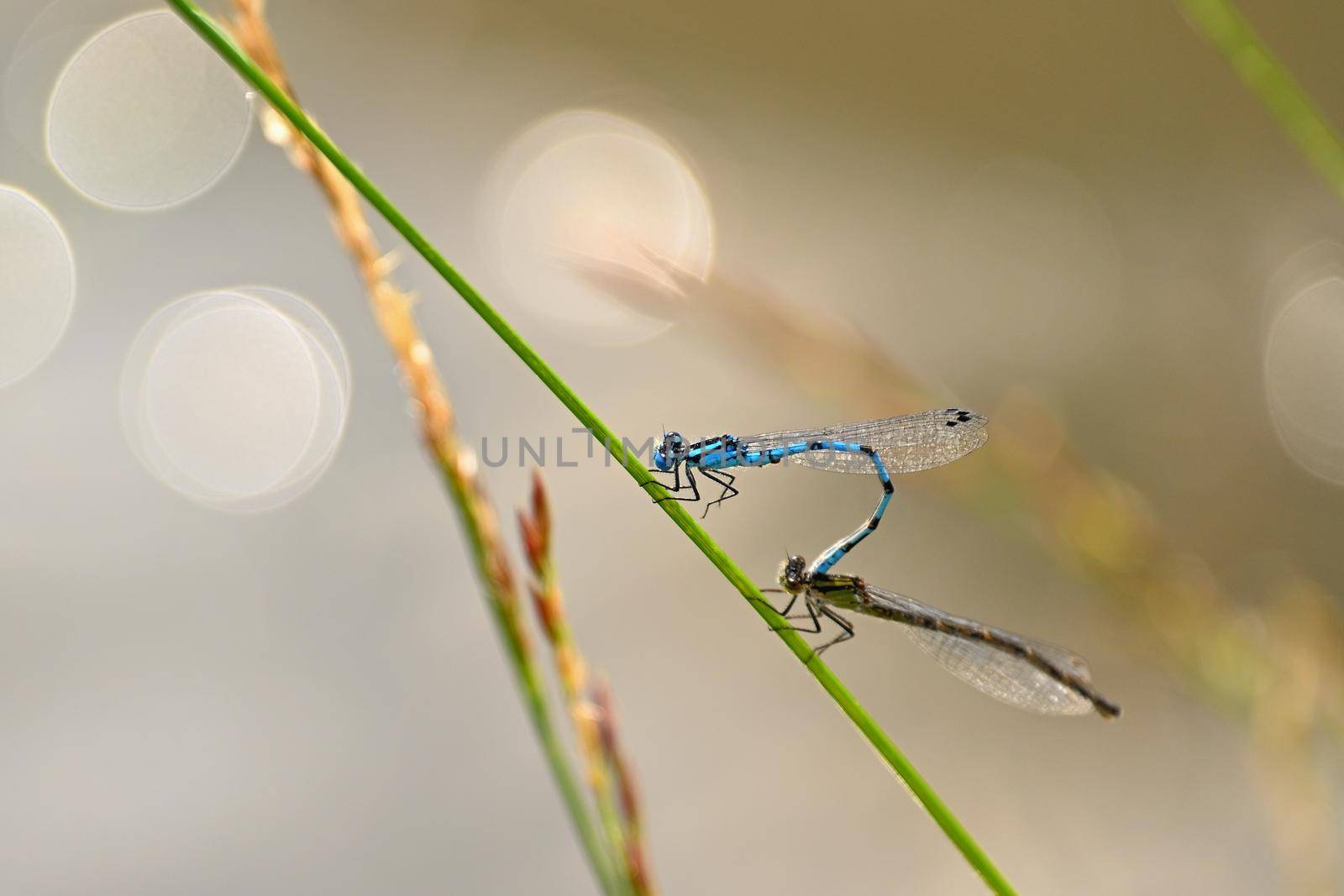 Mating of two dragonflies. Sitting insects on a blade of grass at sunset. Concept - animals - nature.