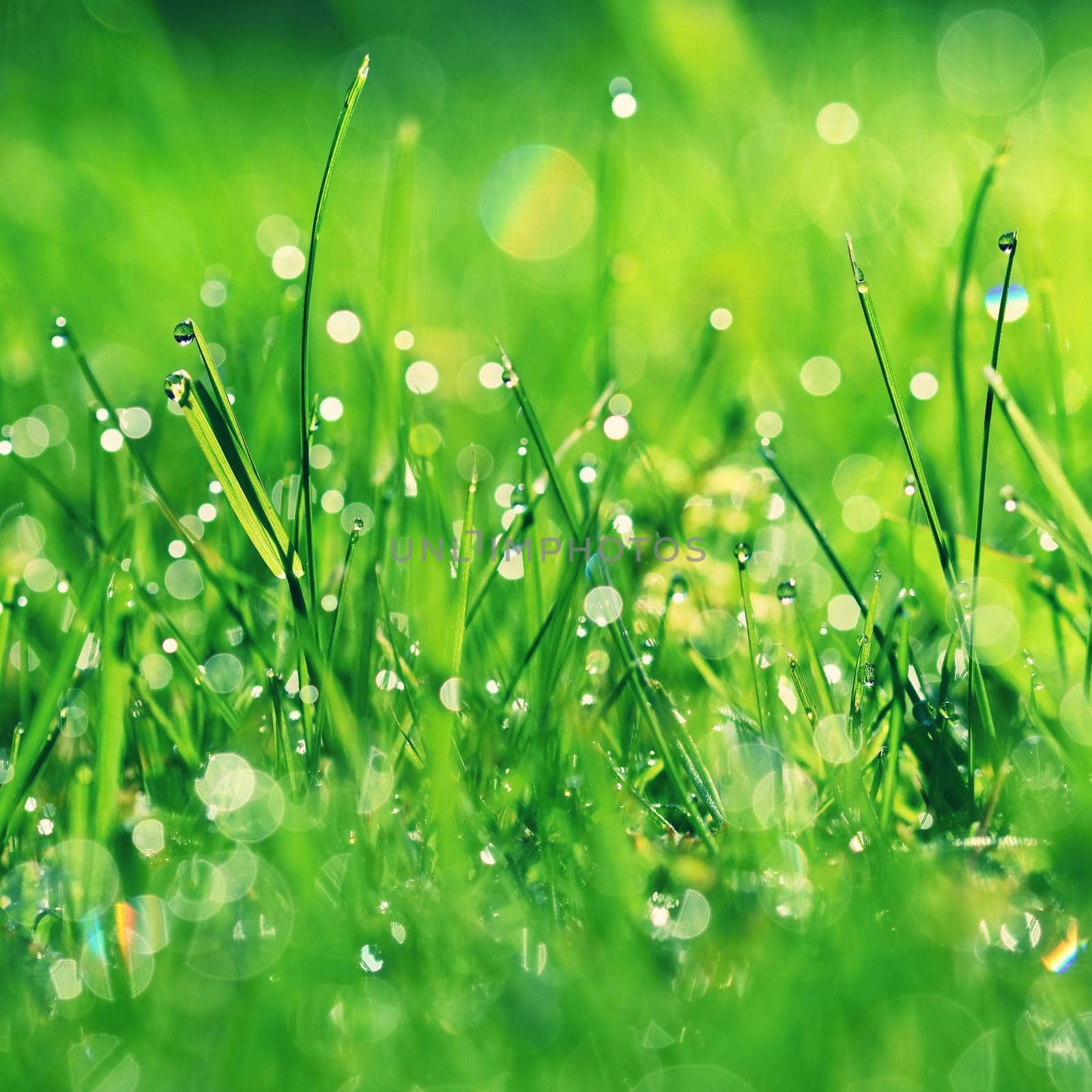 Spring. Beautiful natural background of green grass with dew and water drops. Seasonal concept - morning in nature. by Montypeter