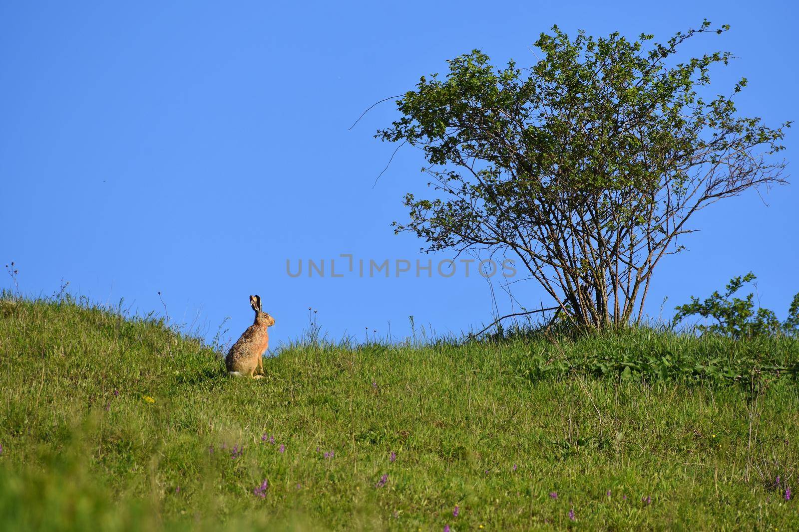 Hare - Bunny and tree. Spring natural background with animal. by Montypeter