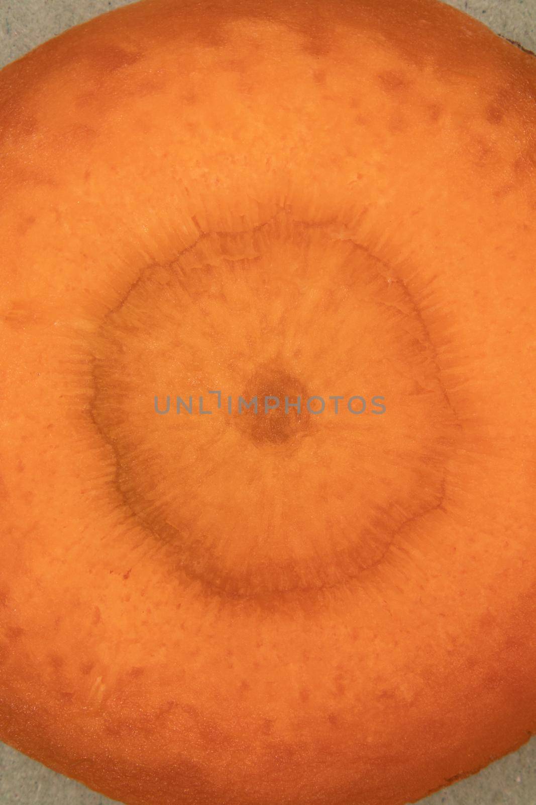 orange carrot slice under the microscope