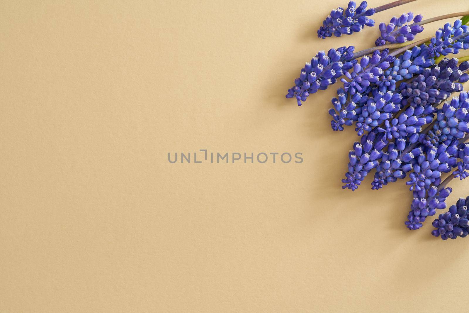 Spring concept with blue muscari flowers on a beige background with copy space by madeleine_steinbach