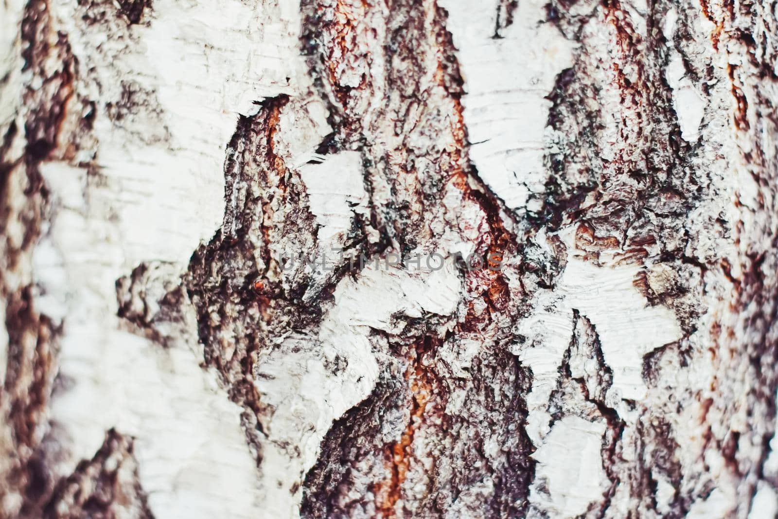Natural wood, birch tree texture as wooden background, environment and nature by Anneleven