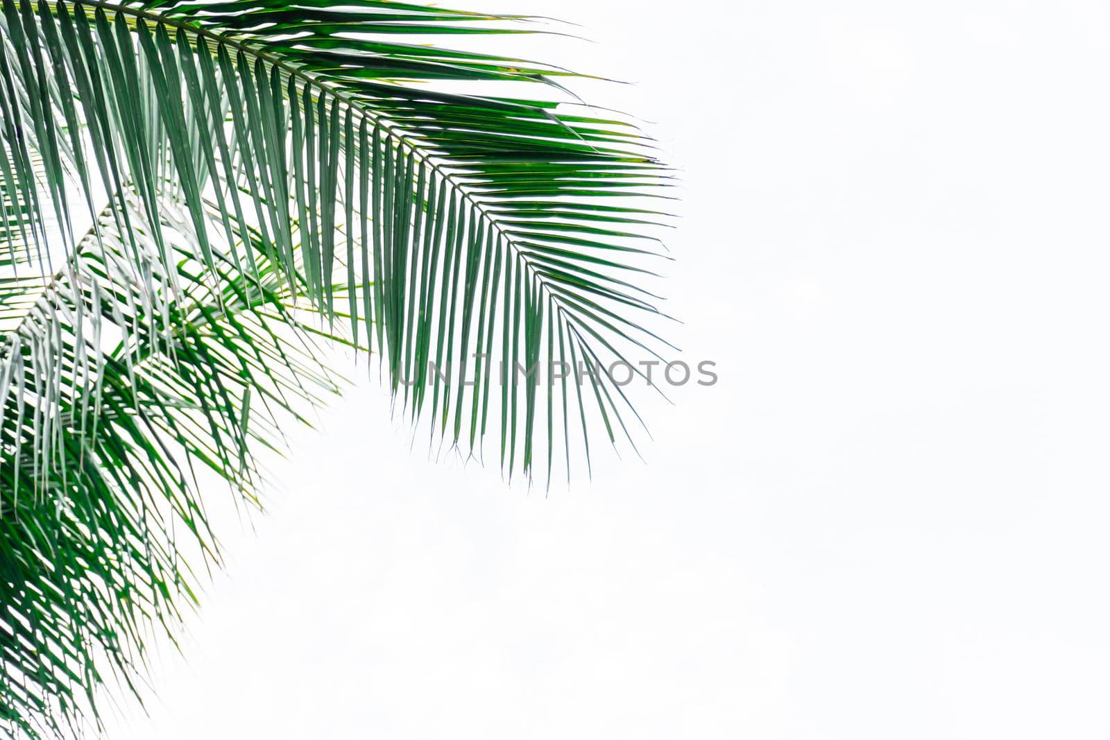 Coconut leaf frame isolate on white background whit copy space, Summer concept. by chiawth