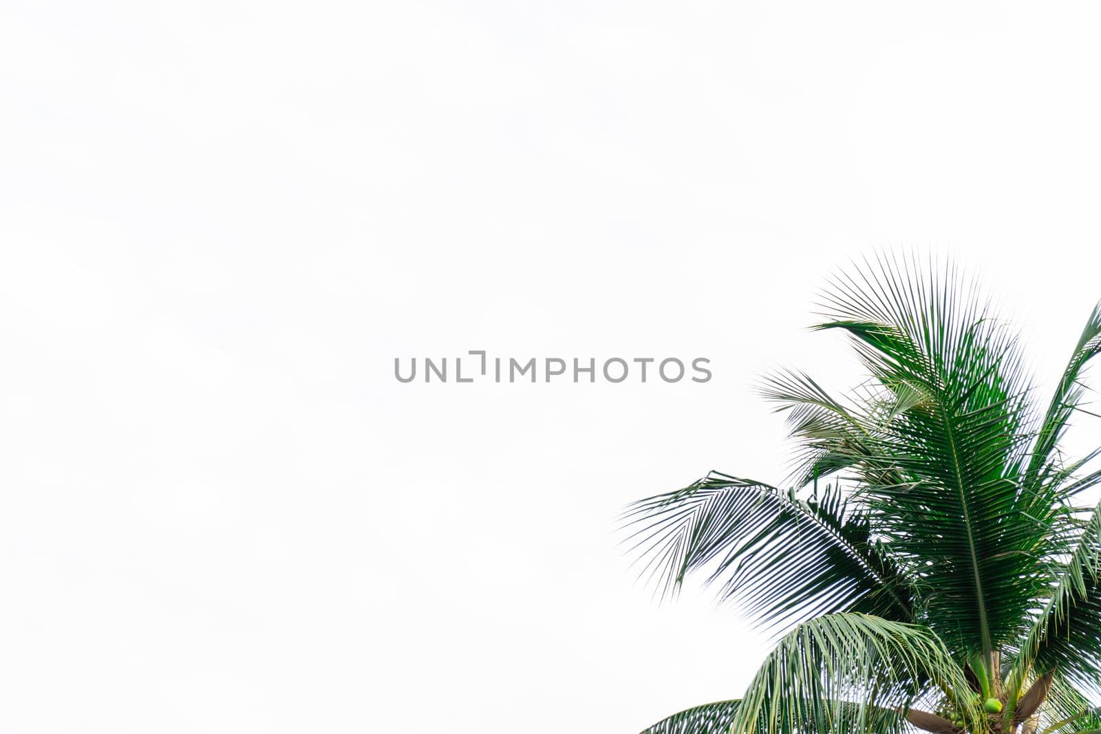 Coconut leaf frame isolate on white background whit copy space, Summer concept. by chiawth