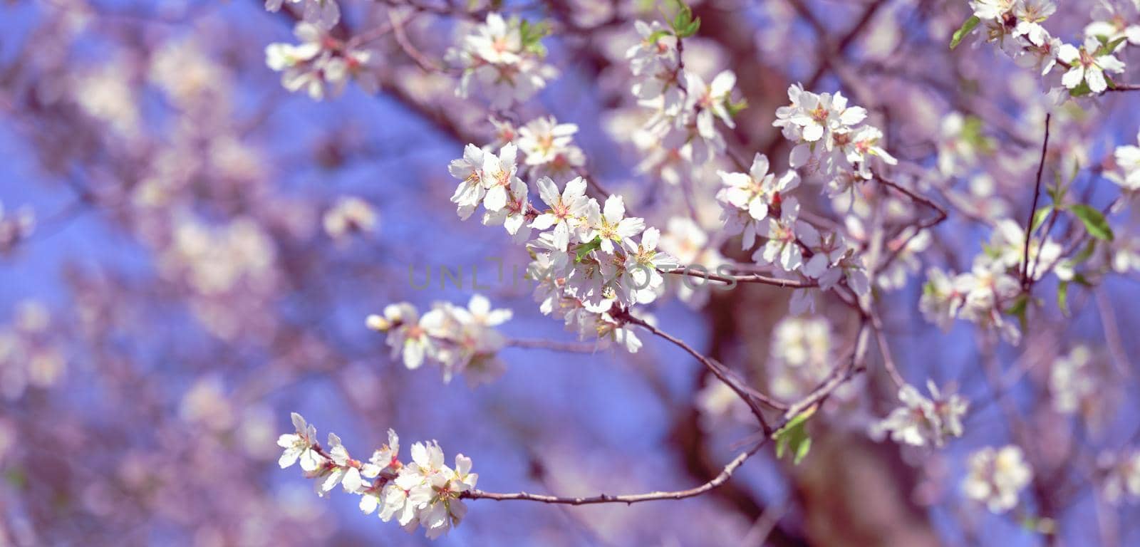 branch with white almond flowers on blue sky background, sunny spring day