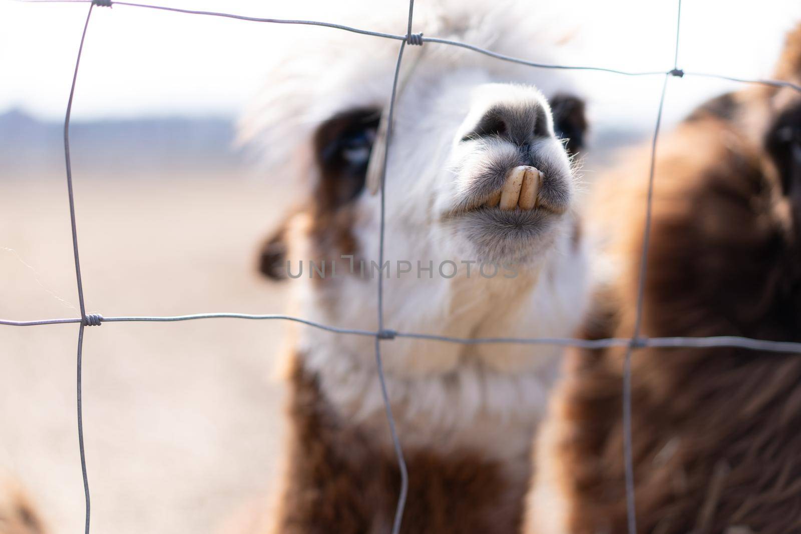 Cute animal alpaka lama on farm outdoors With funny teeth