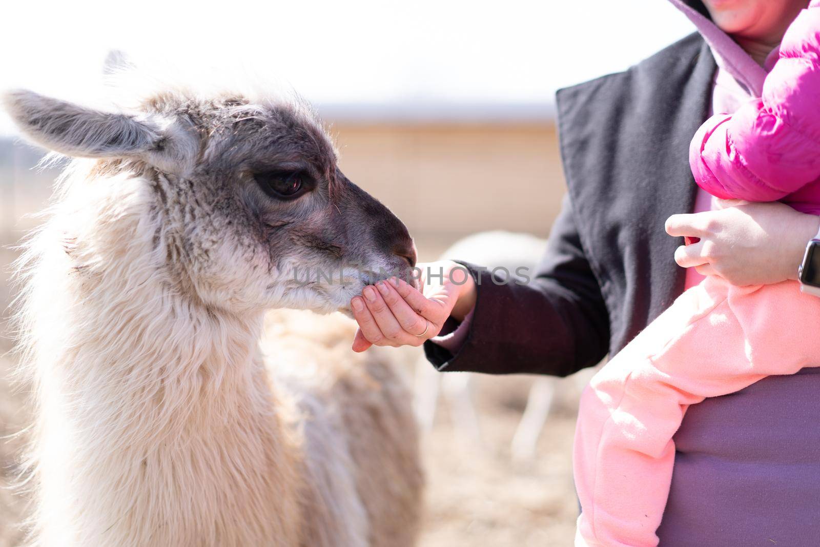 Mother and daughter feed Cute animal alpaka lama on farm outdoors With funny teeth