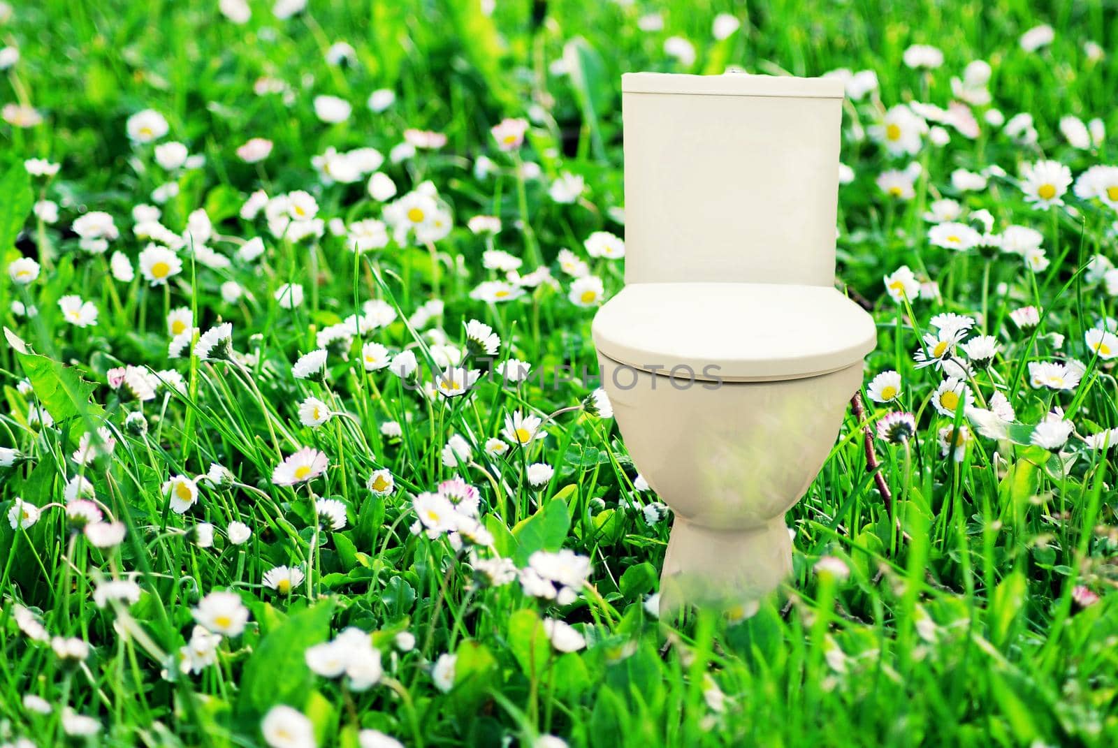Abstract collage with fresh flush toilet bowl placed in the blooming green meadow, concept of fresh purity and ecology.